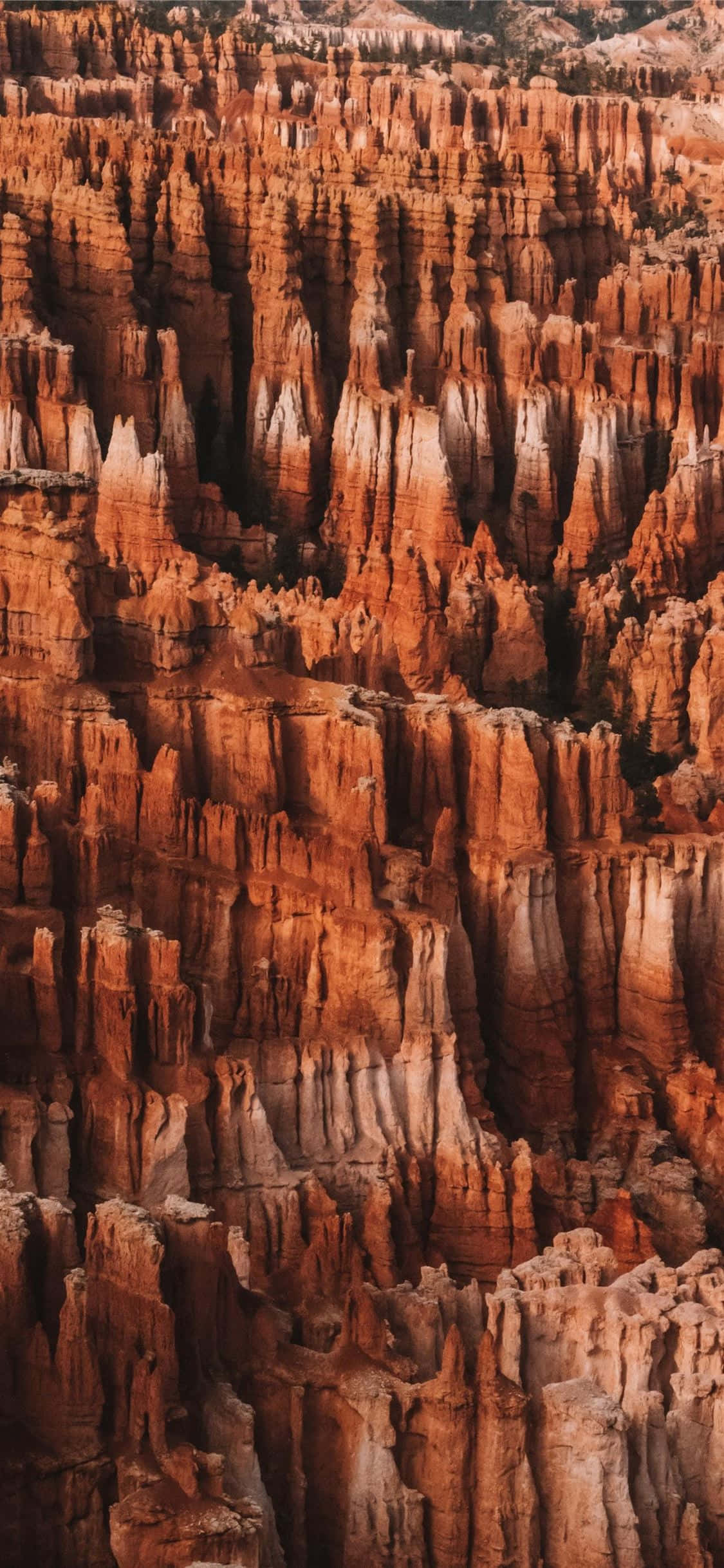 Praktfulle røde spirer i Bryce Canyon National Park Bakgrunner