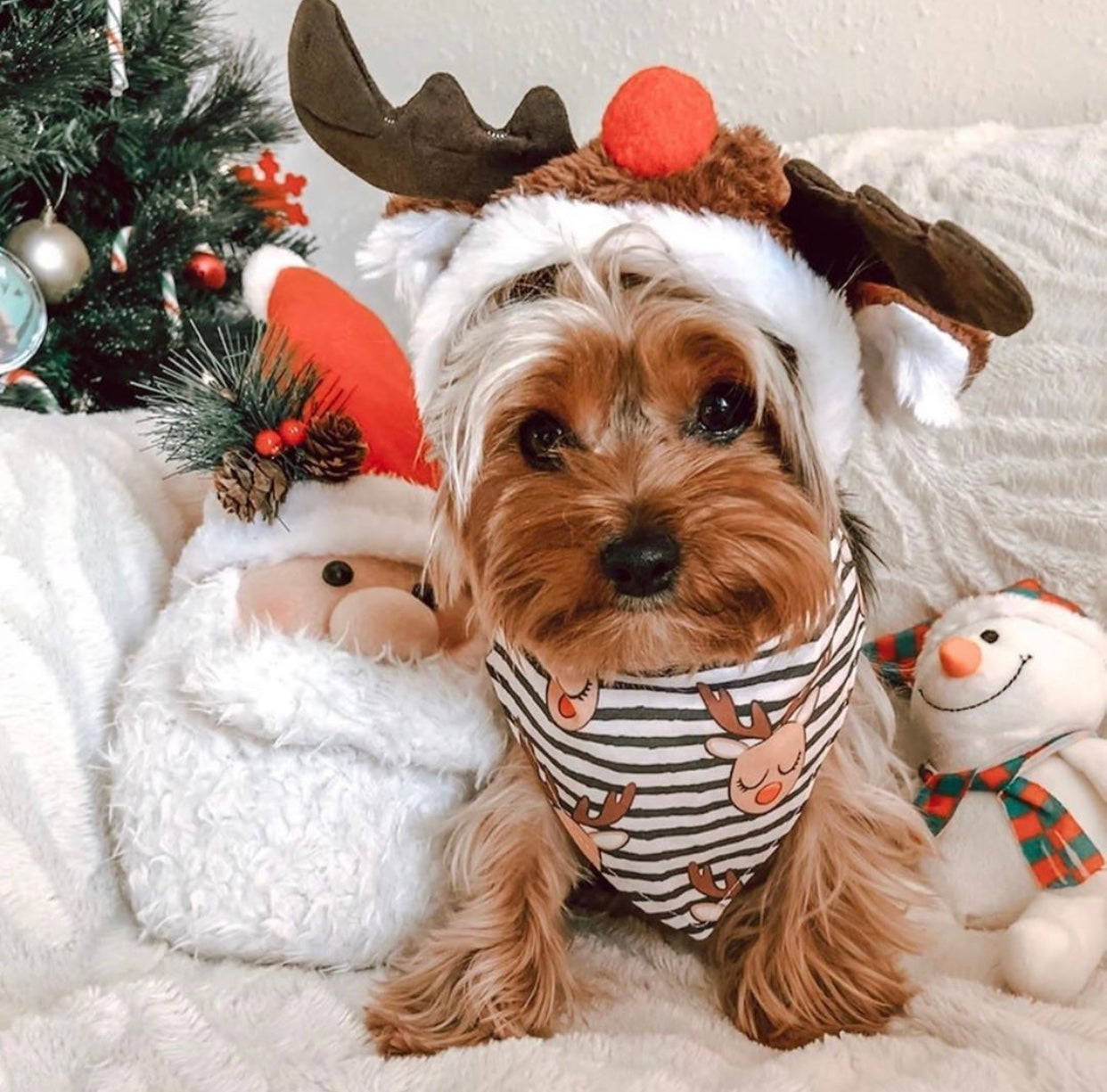 Preppy Christmas med hund Bakgrunner