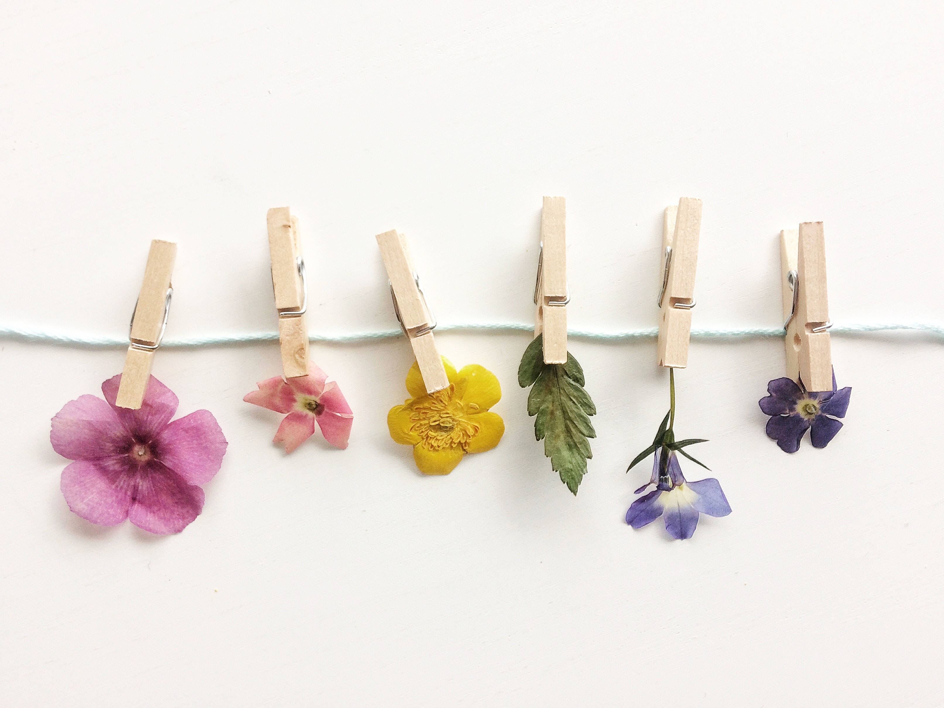 Preppy-estetikk med tørkede blomster Bakgrunner