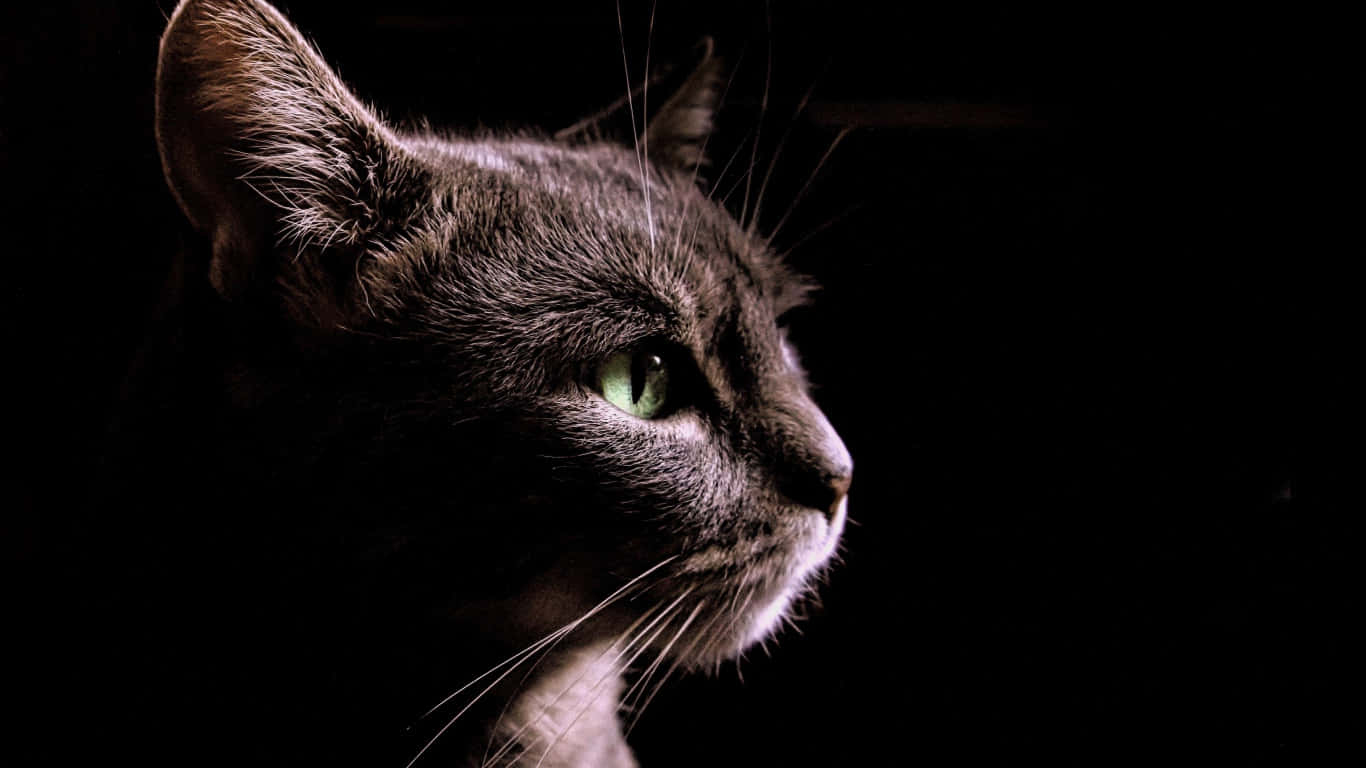 Profilbilde av en tam svart katt Bakgrunner