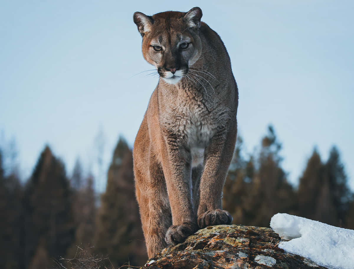Puma på stein mot furutrær bilde Bakgrunner