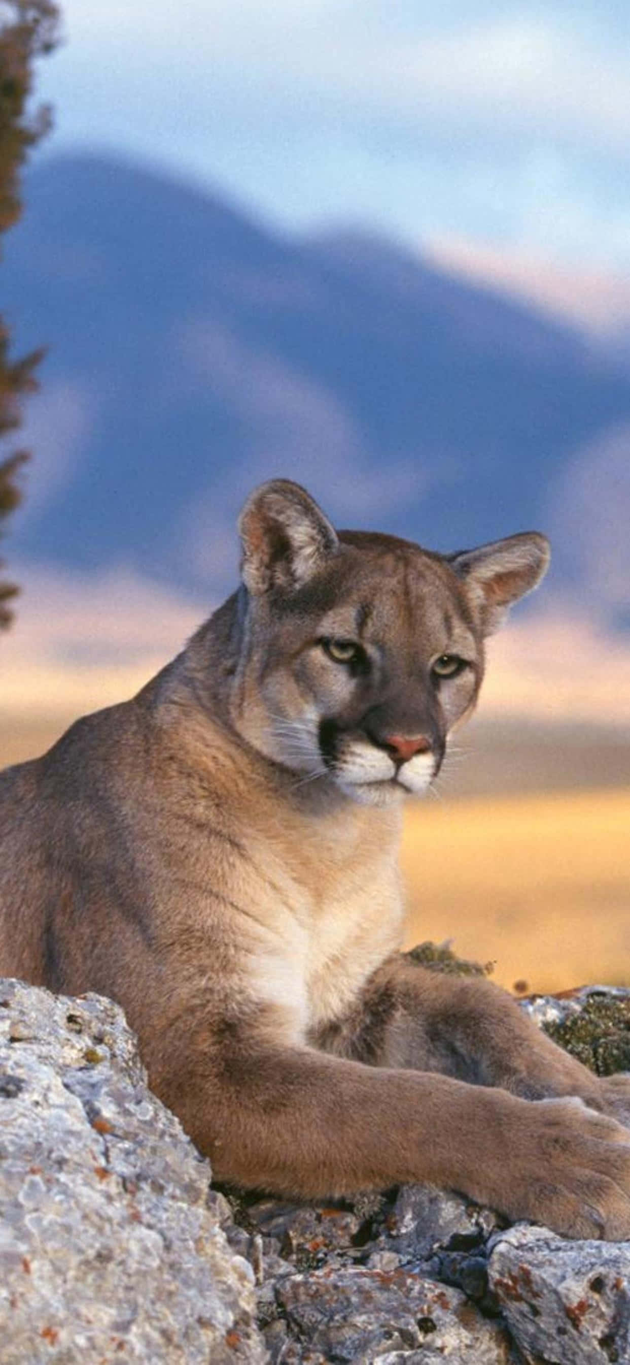 Puma som ligger – telefonbilde Bakgrunner