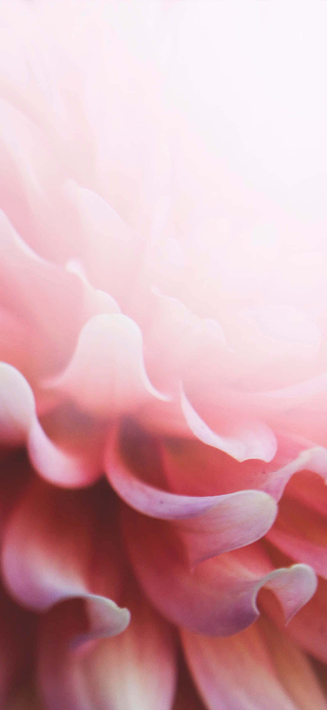 Pynt opp ethvert utseende med denne lyserosa blomster-Iphonen Bakgrunner