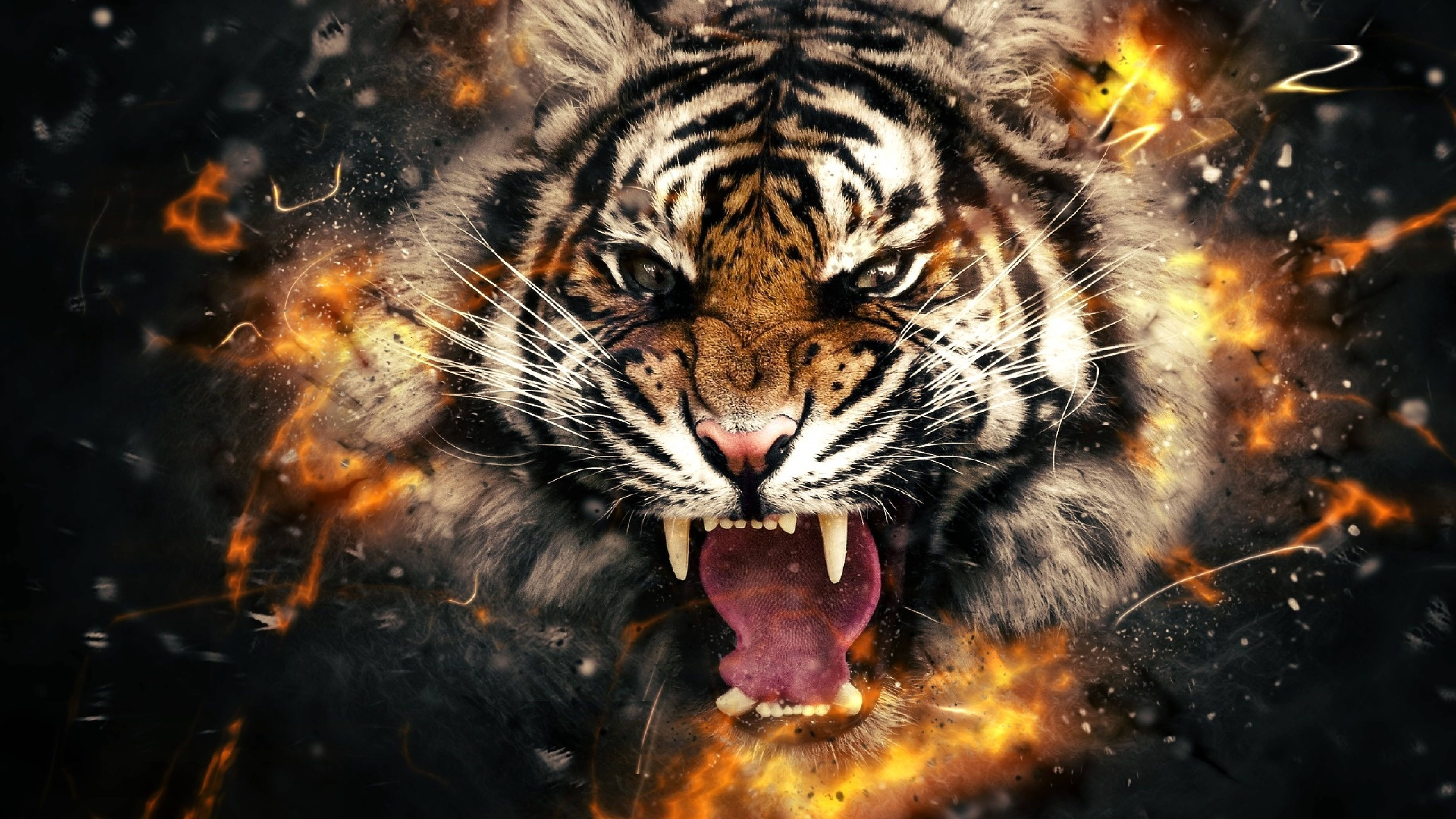 Rasende Tiger 8K UHD Bakgrunner