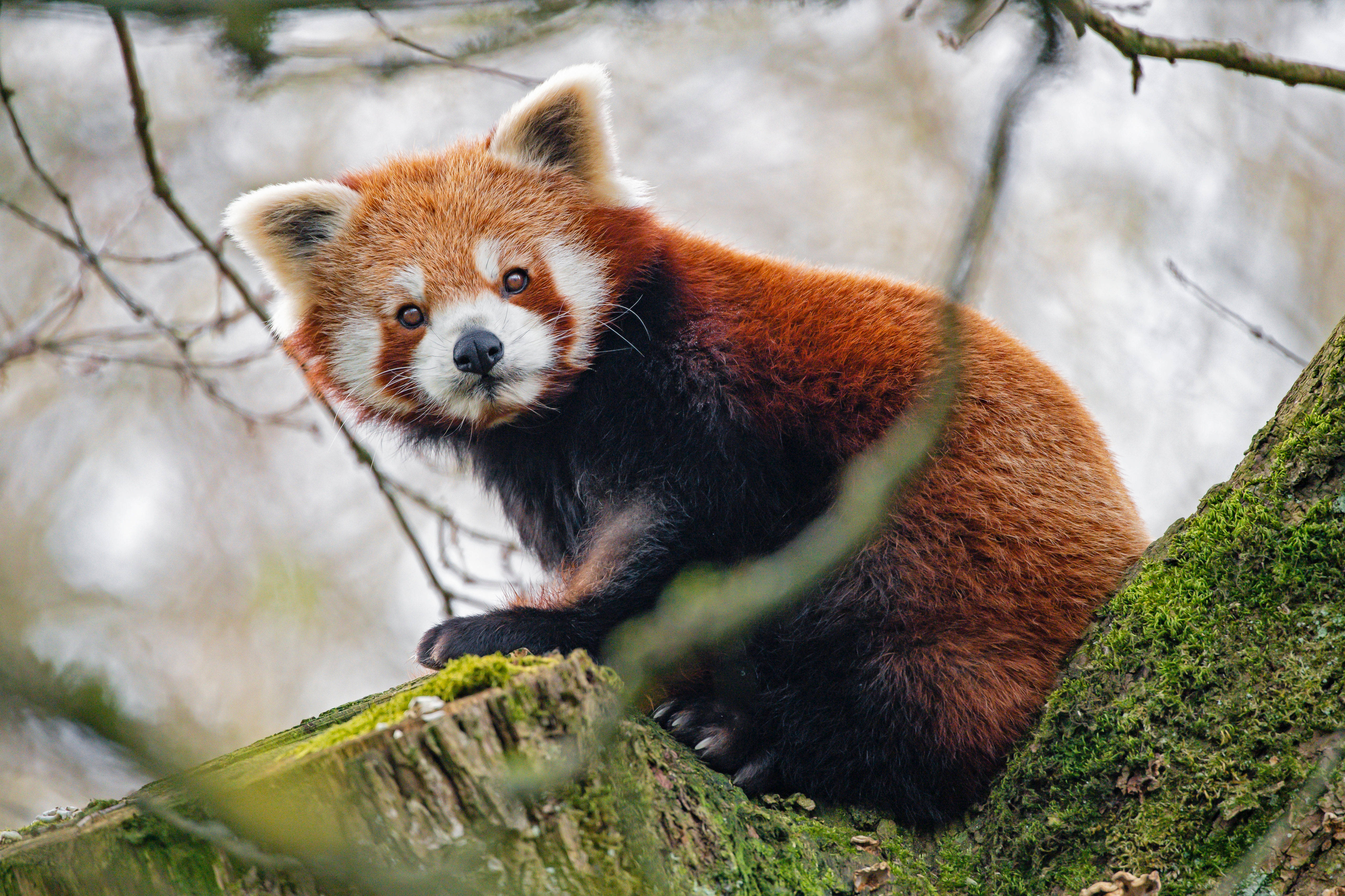 Rød panda sideblikk Bakgrunner