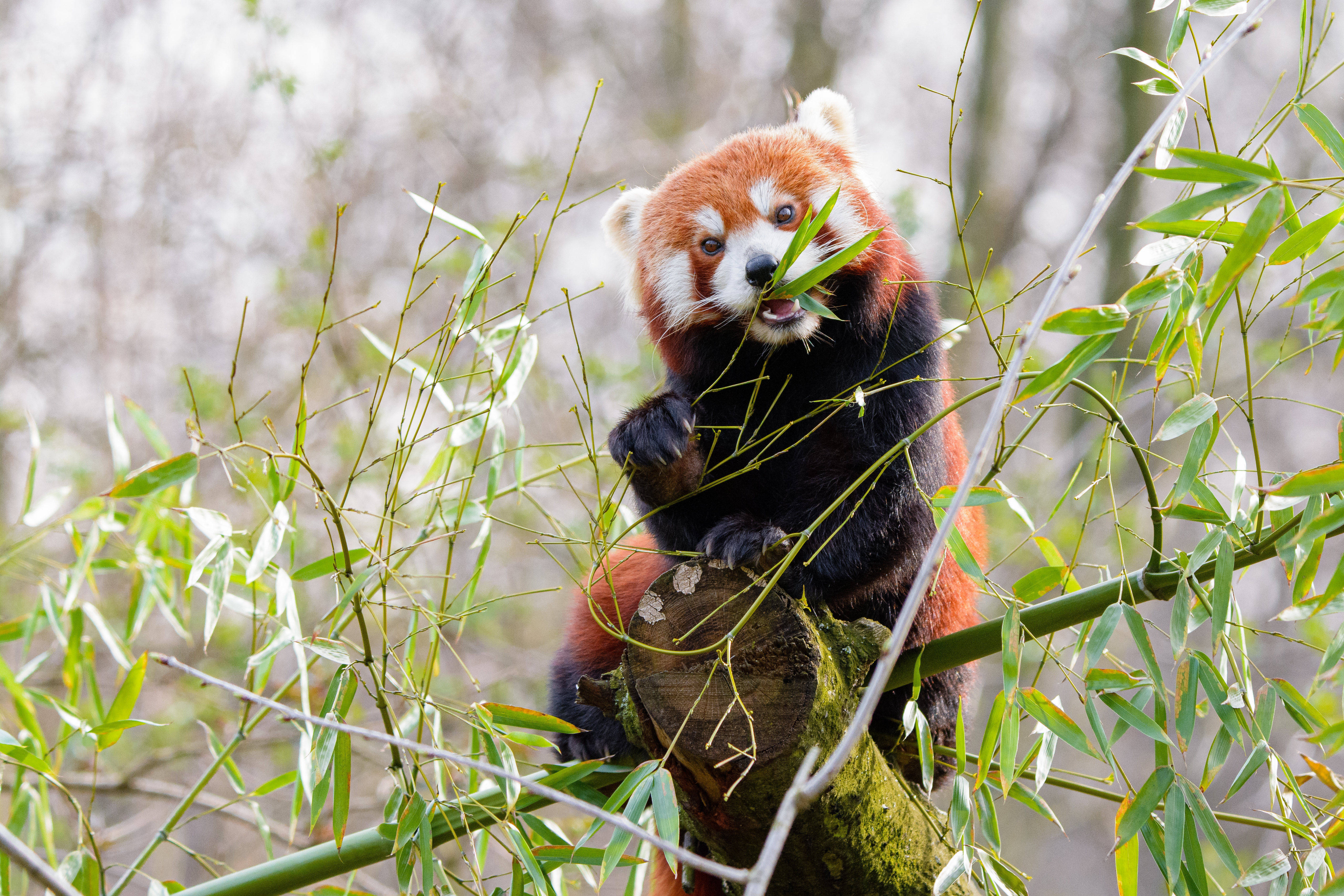 Rød panda som spiser bambus Bakgrunner