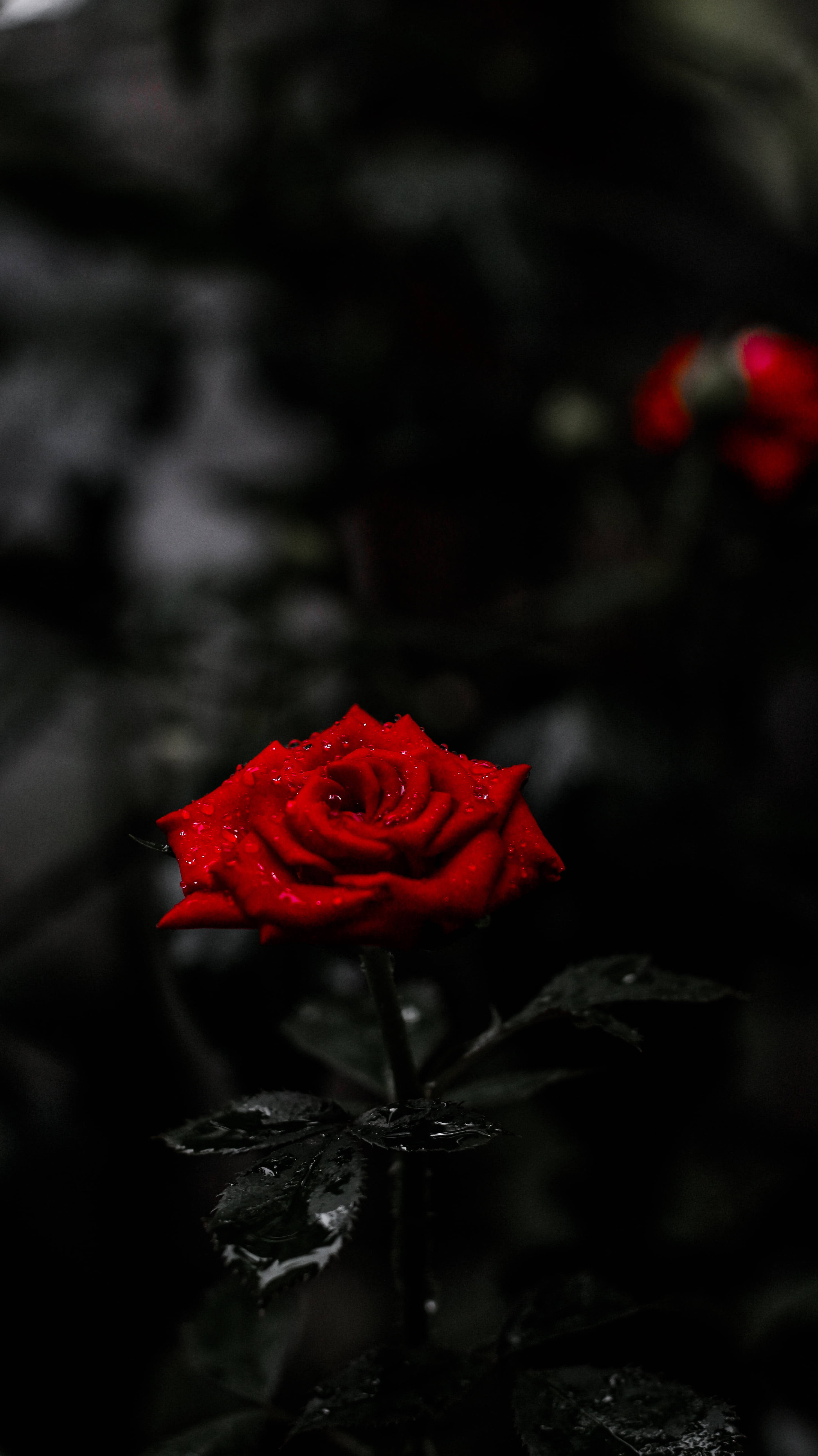 Rød rose 8K-telefon Bakgrunner