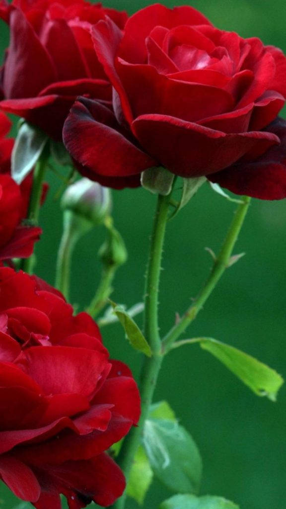 Rød Rose Blomst iPhone Bakgrunner