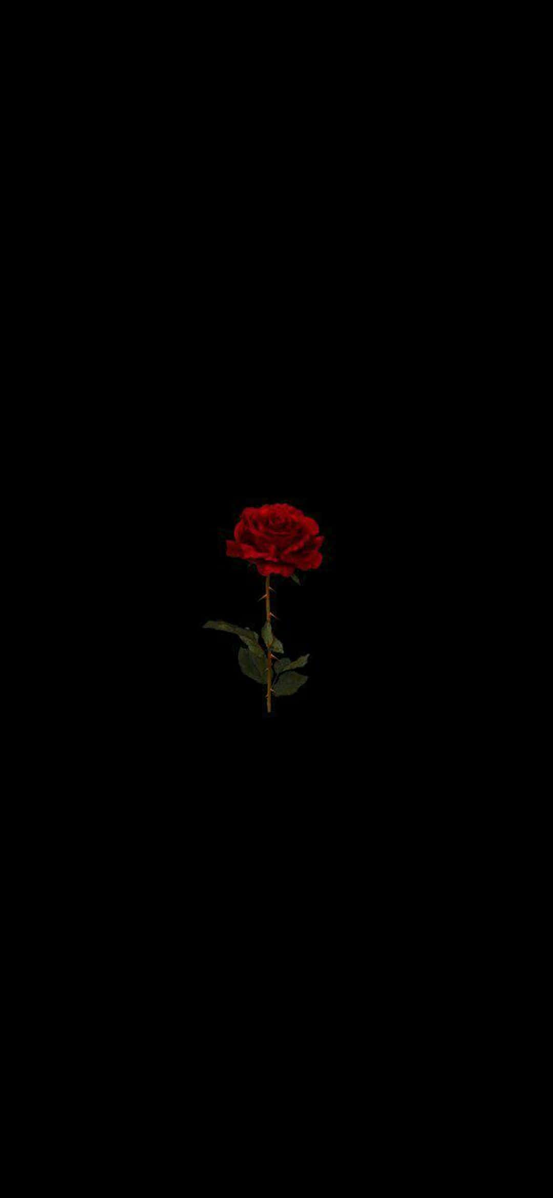 Rød Rose Pixel 3XL AMOLED Bakgrunn Bakgrunner