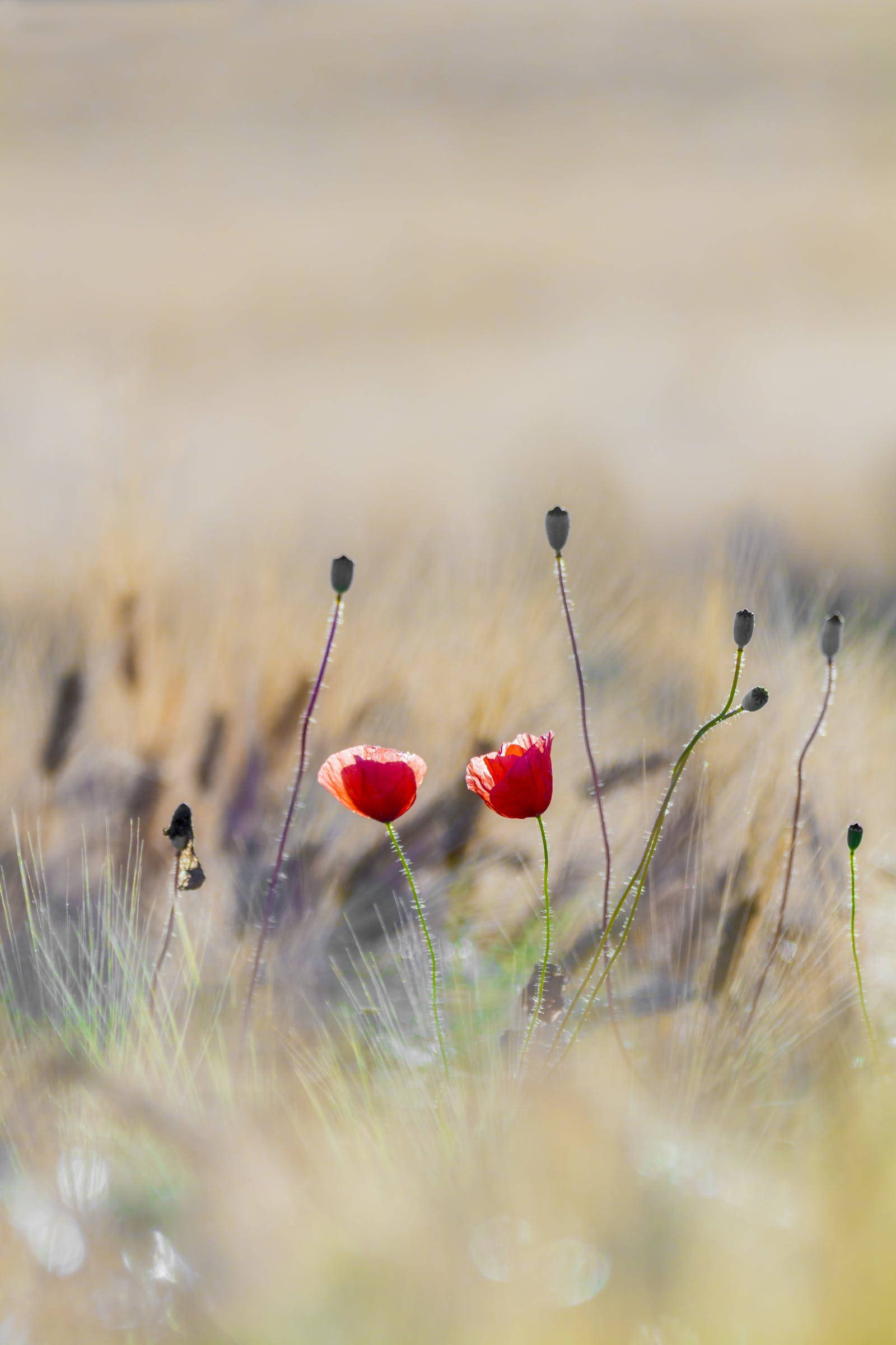 Røde blomster på eng floral iPhone Bakgrunner