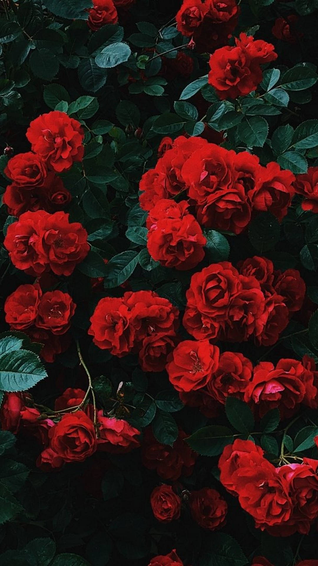 Røde estetiske blomster til iPhone Bakgrunner