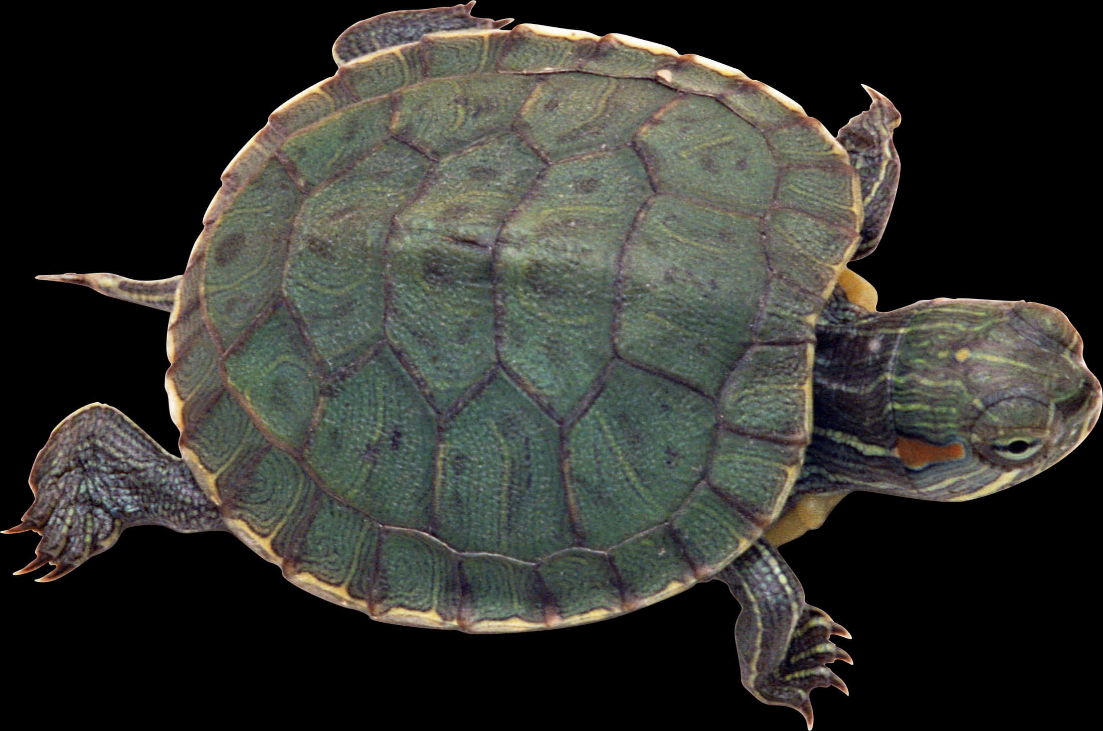 Rødøret terrapin isolert Bakgrunner