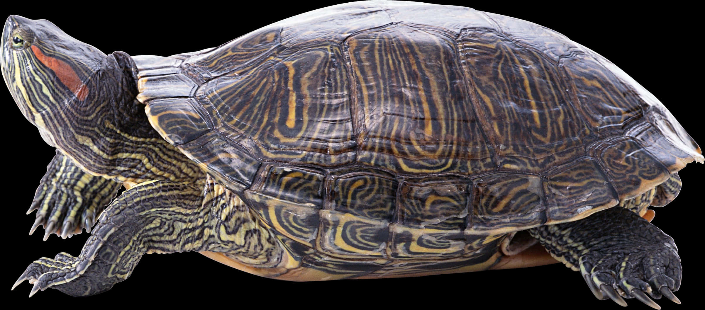Rødøret terrapin-profil Bakgrunner