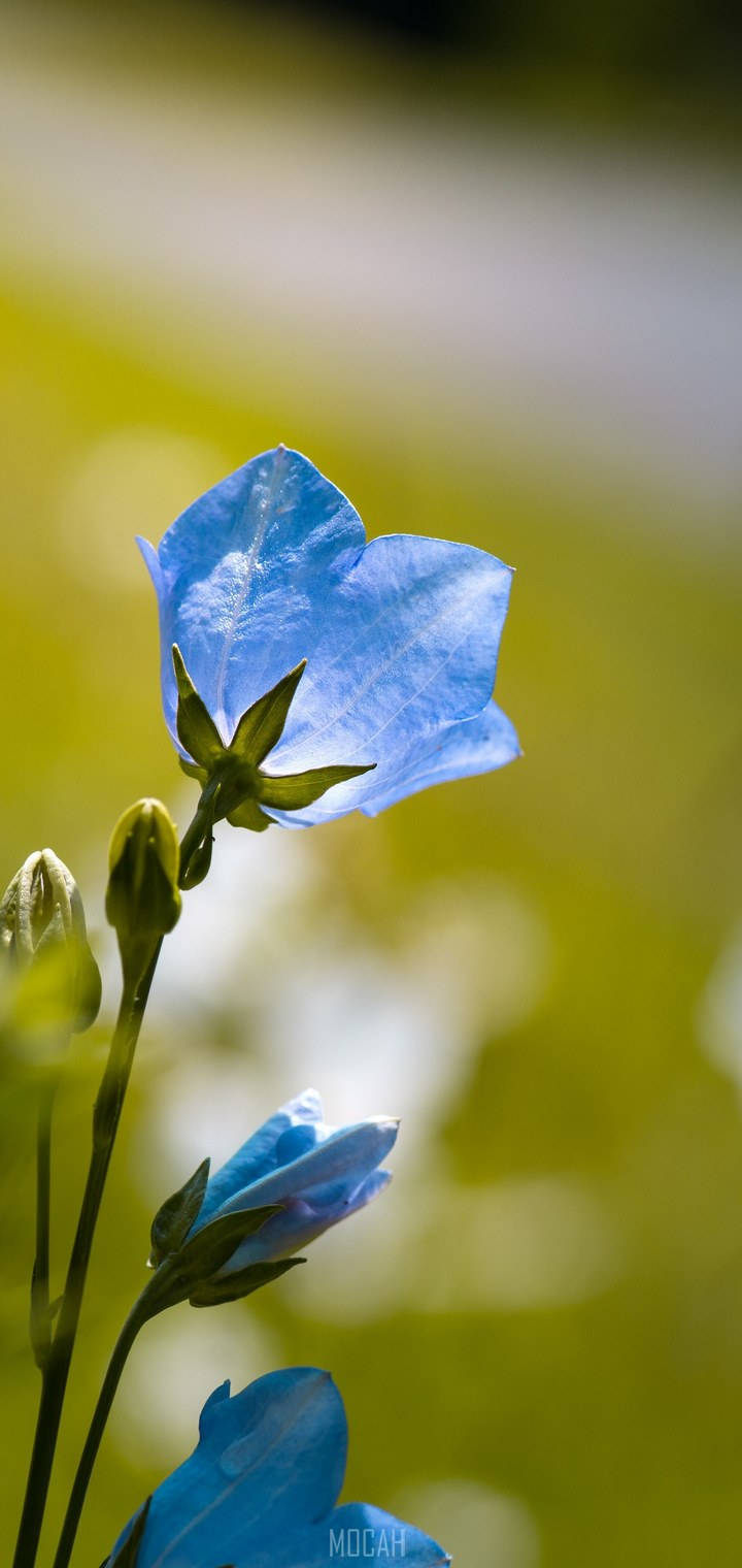 Realme 7 Pro Blå blomst Bakgrunner