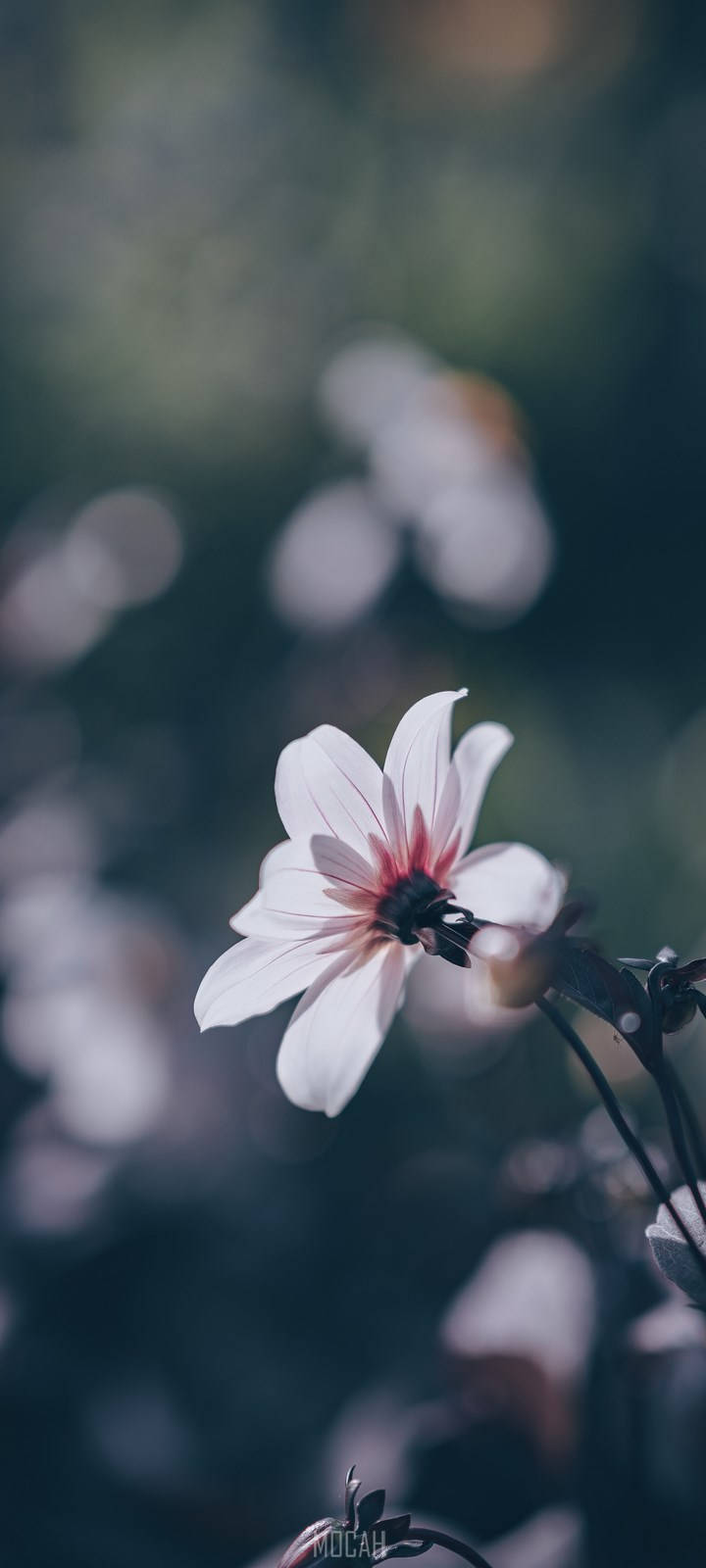 Realme 7 Pro Lyserosa Blomst Bakgrunner