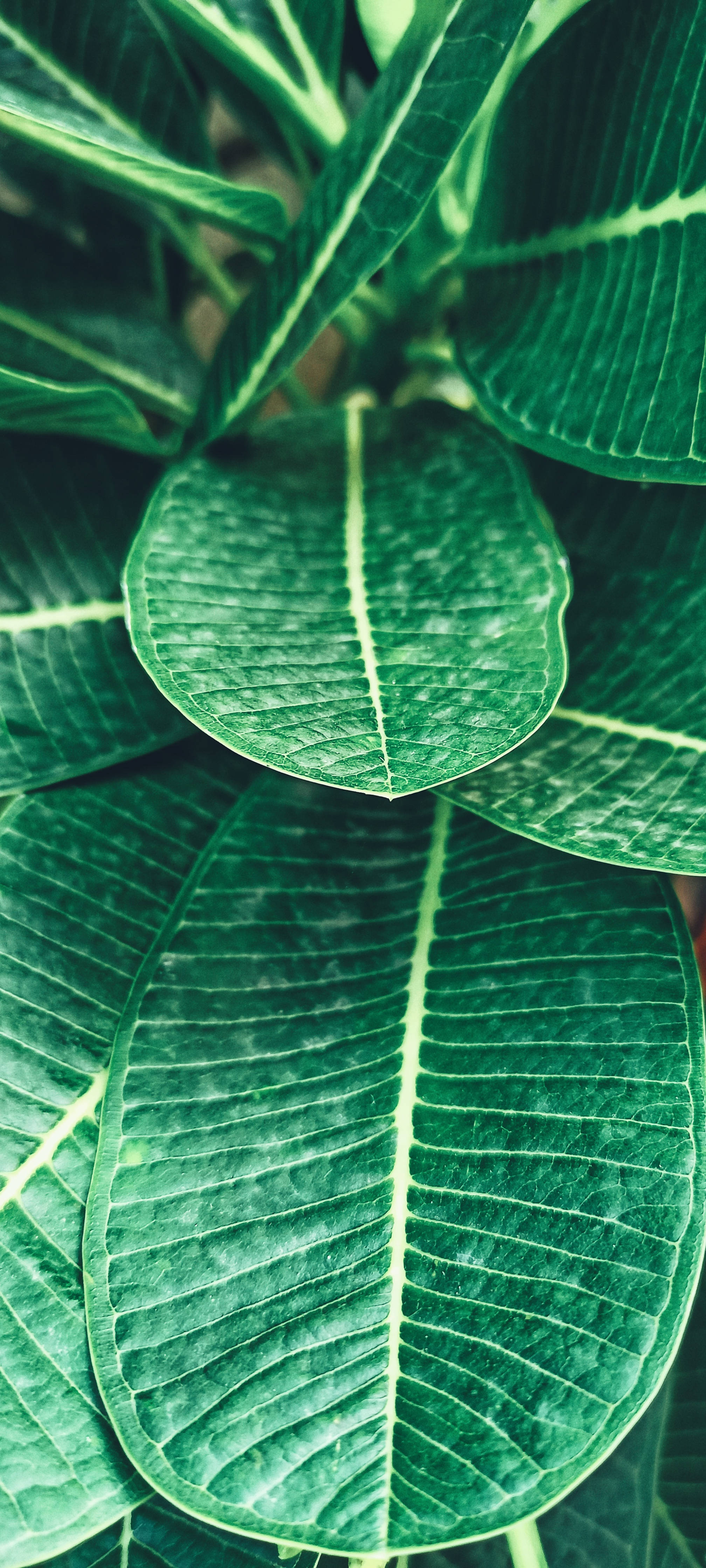 Realme Tropisk Plante Bakgrunner
