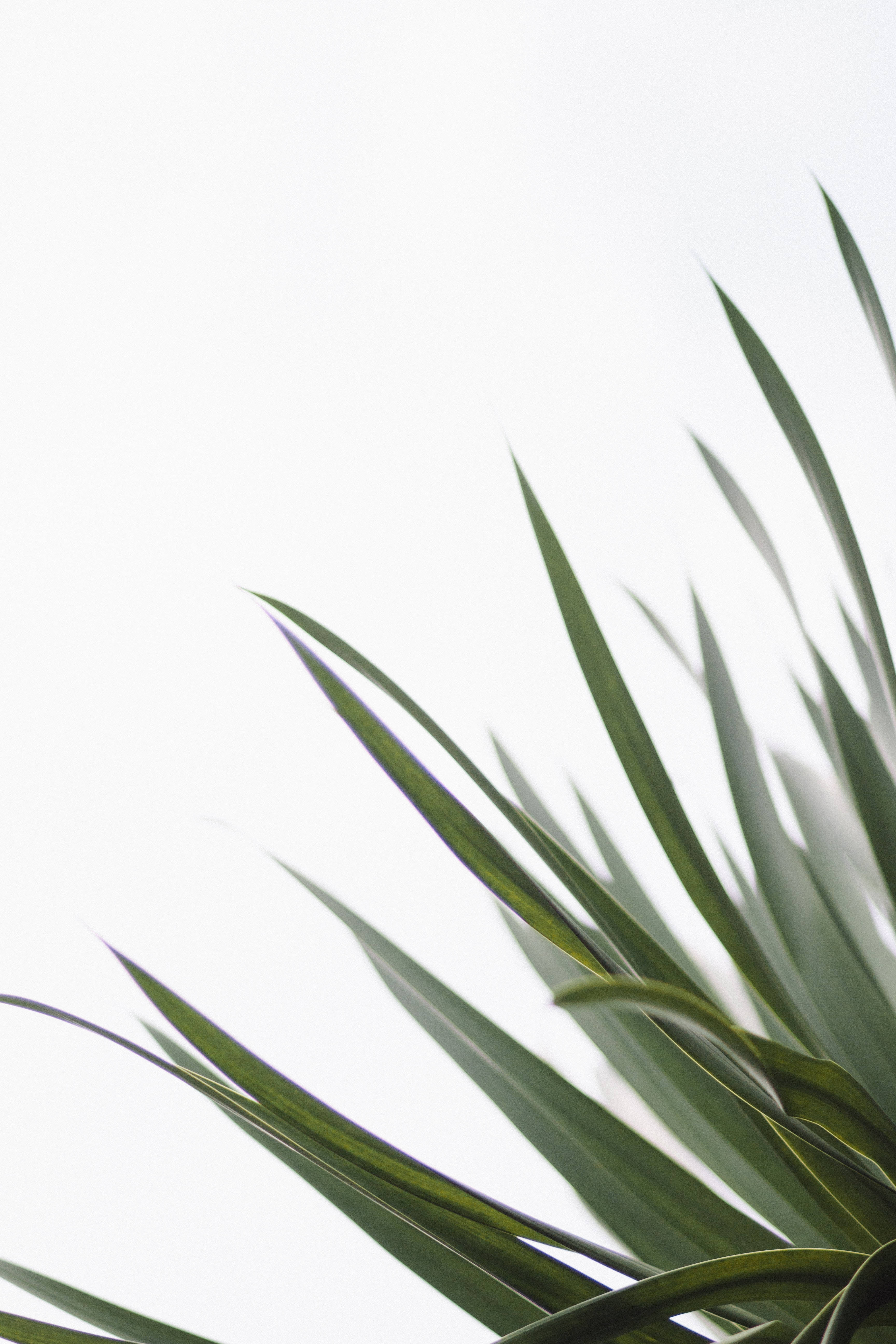 Redmi 4K Sverdplante Bakgrunner
