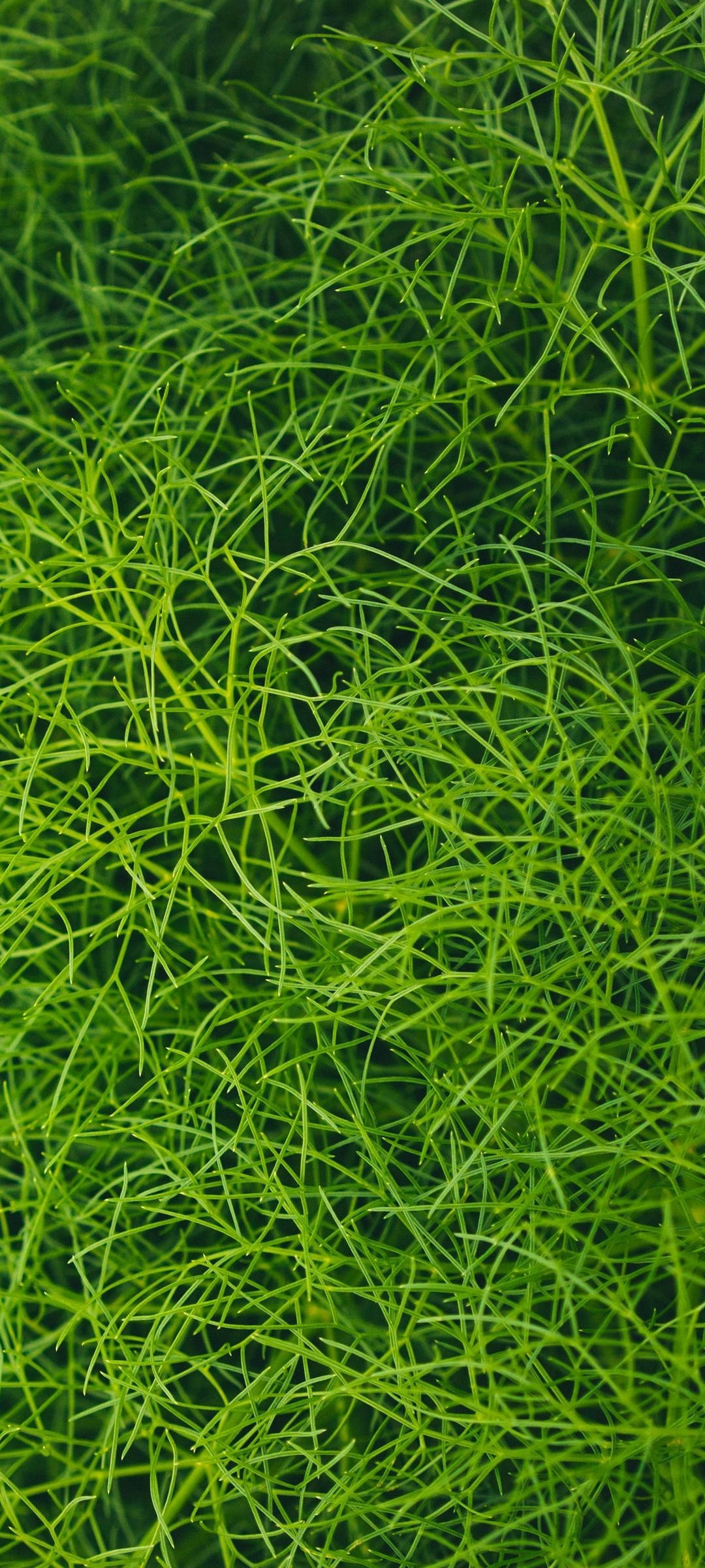 Redmi Note 10 – Grønn akvarieplante Bakgrunner