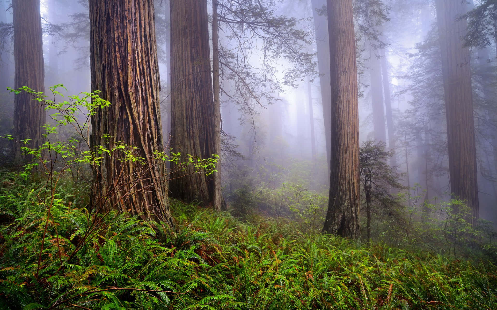 Redwood National Park Teksturerte trestammer Bakgrunner