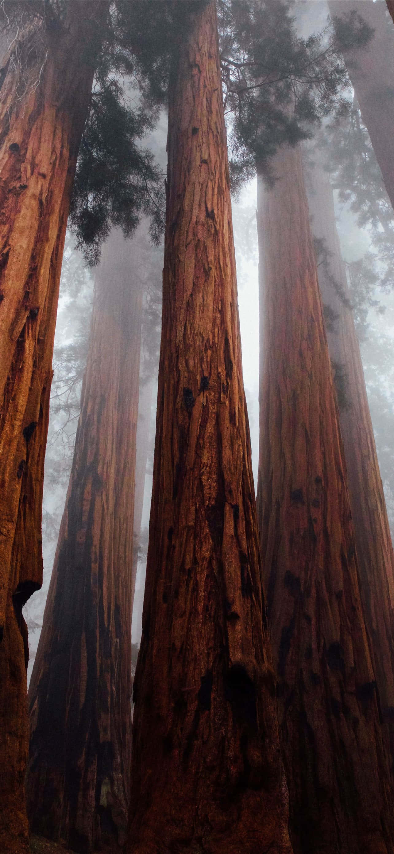 Redwood National Park Tåkete Skog Bakgrunner