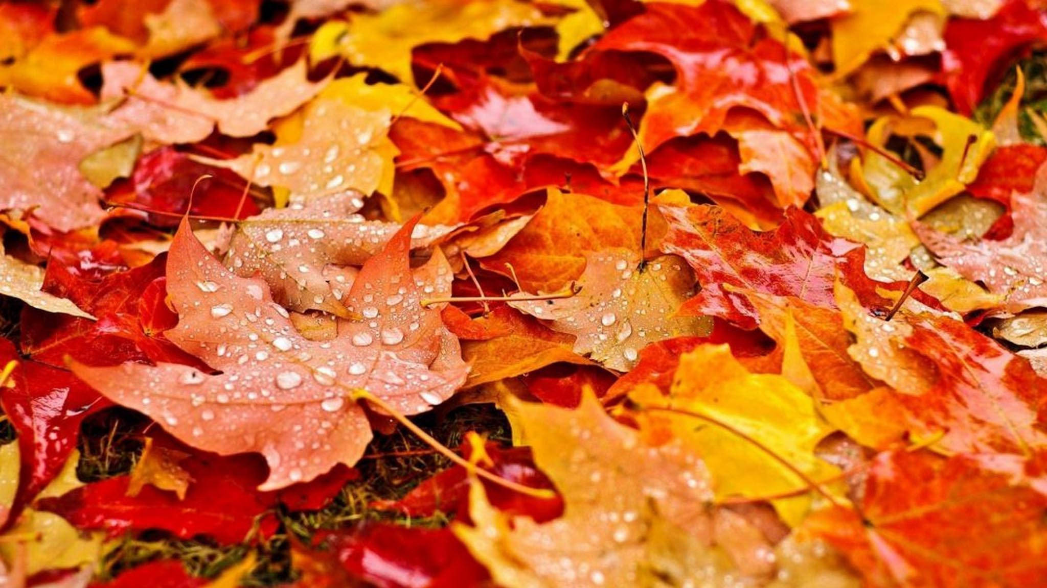 Regndråper Fall Aesthetic Løv Bakgrunner