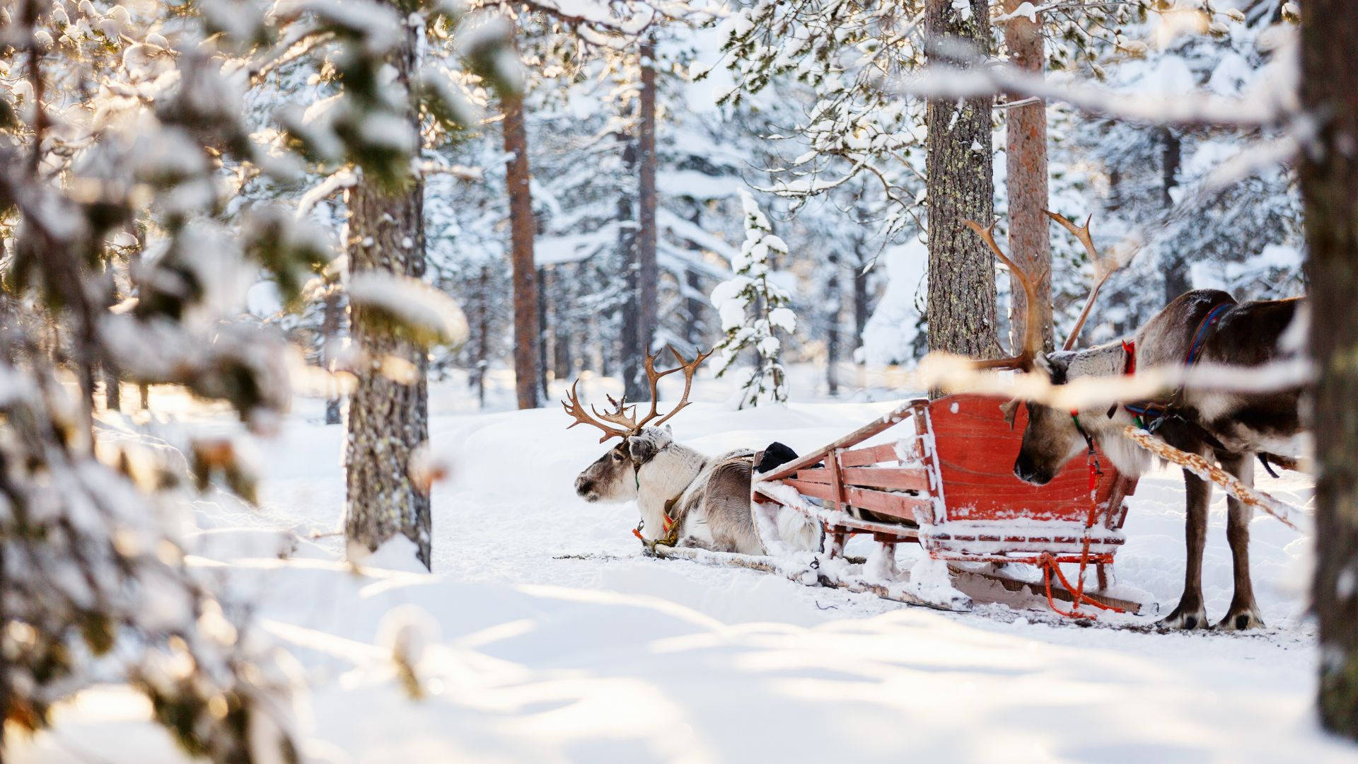 Reinsdyr som aker i tykk snø Bakgrunner