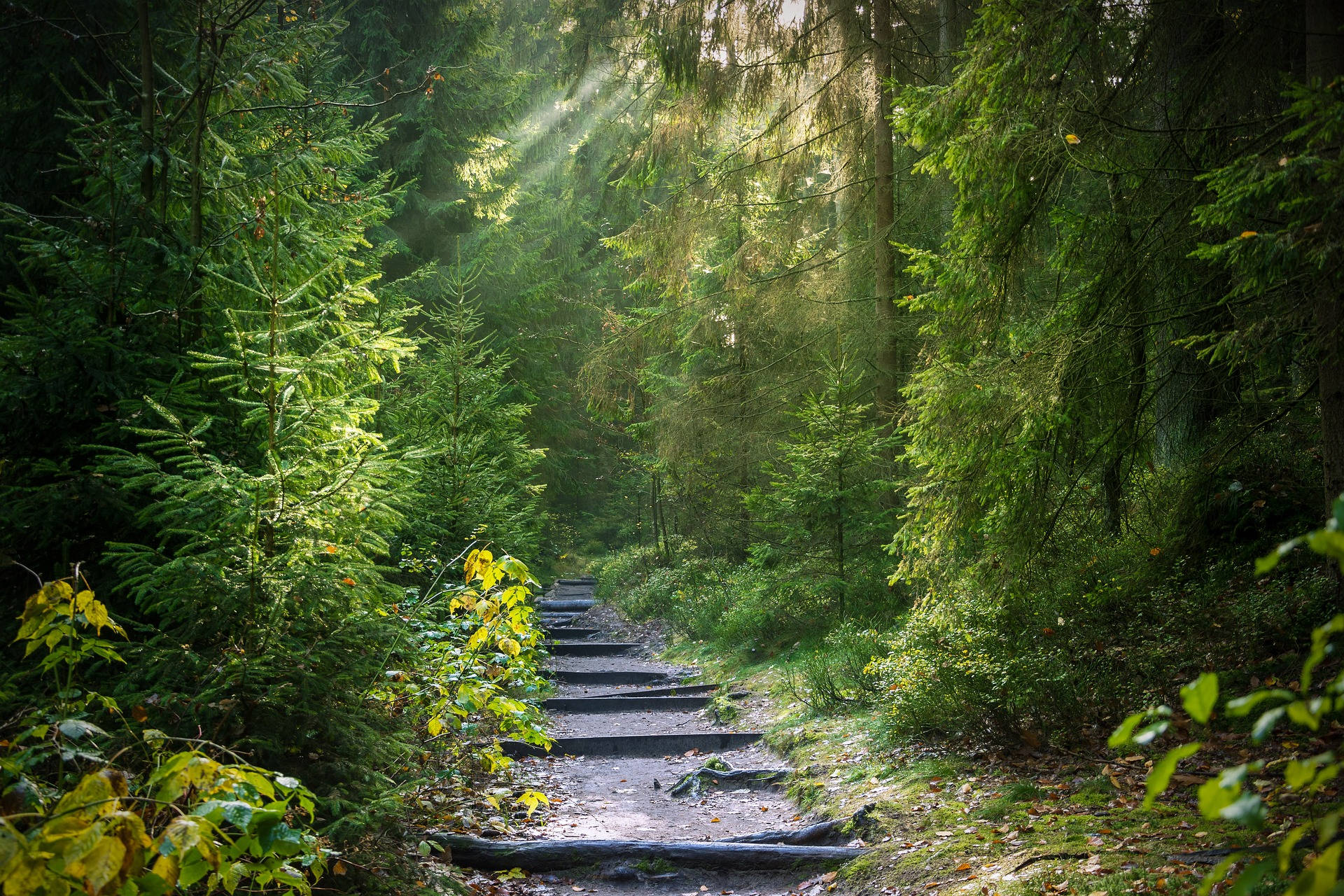 Rett frem sti i skogen Bakgrunner