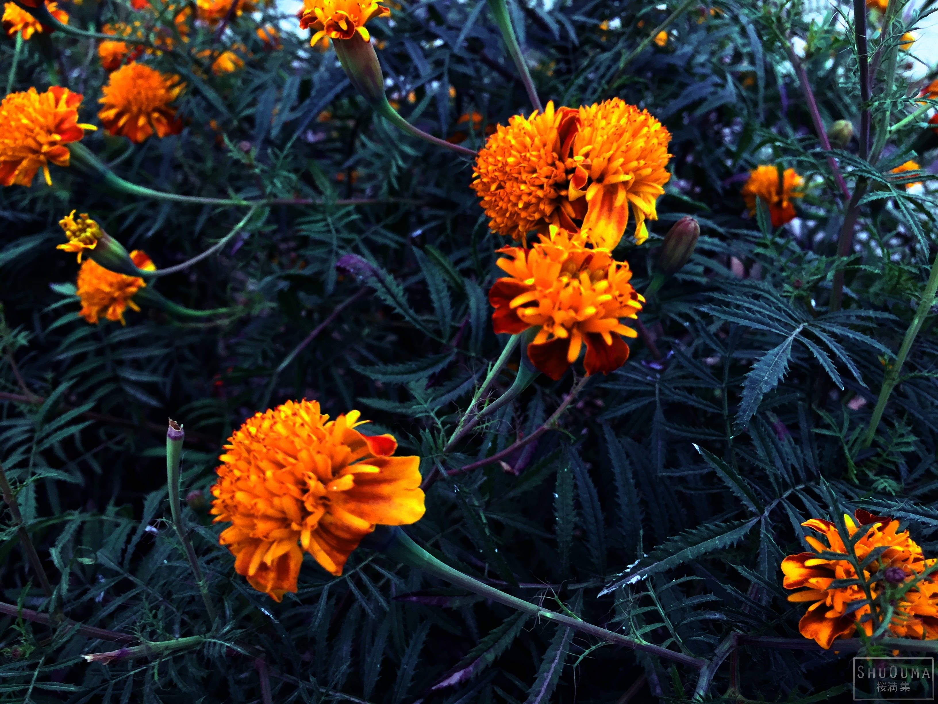 Ringblomst villblomstrende plante Bakgrunner