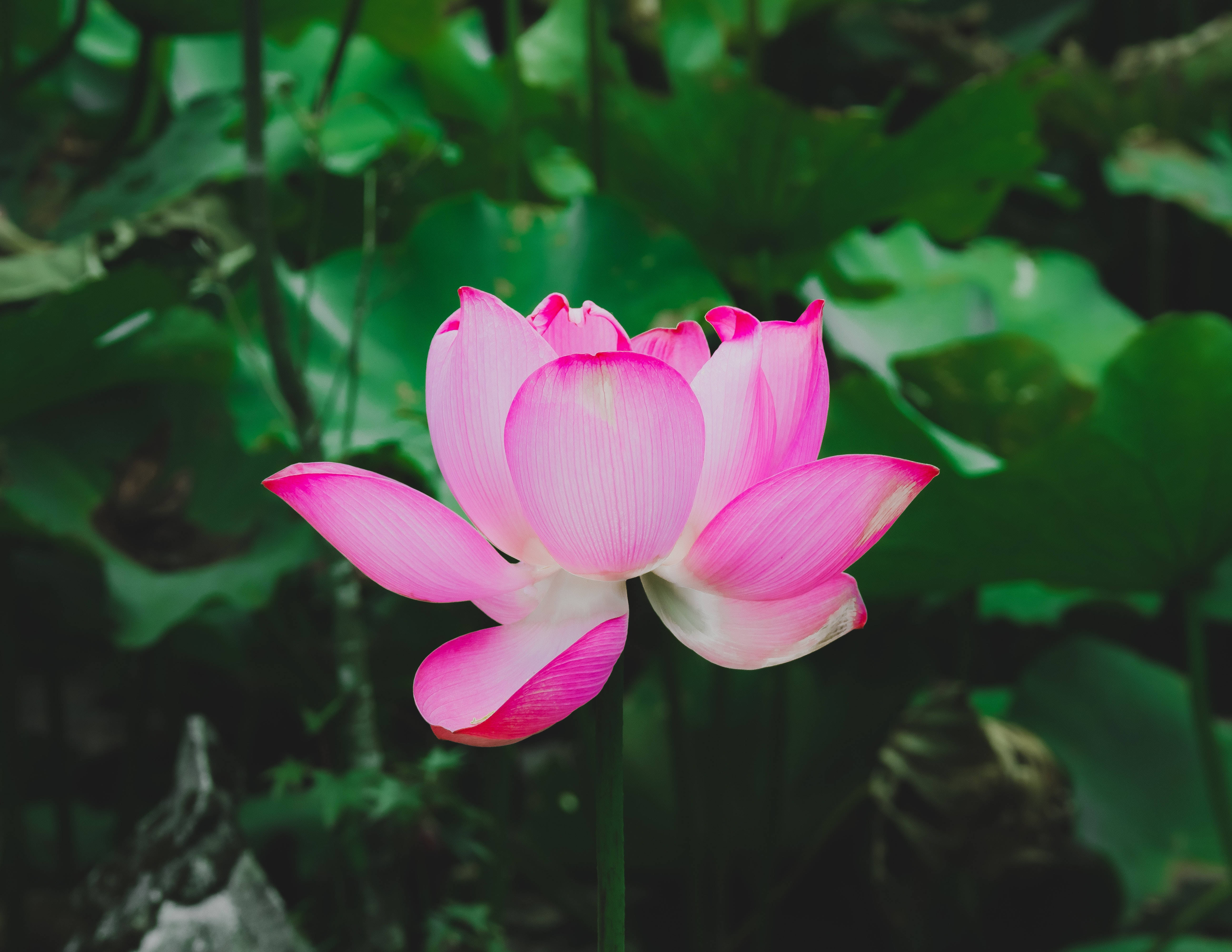 Rød Lotusblomst fra Yohan Bakgrunner