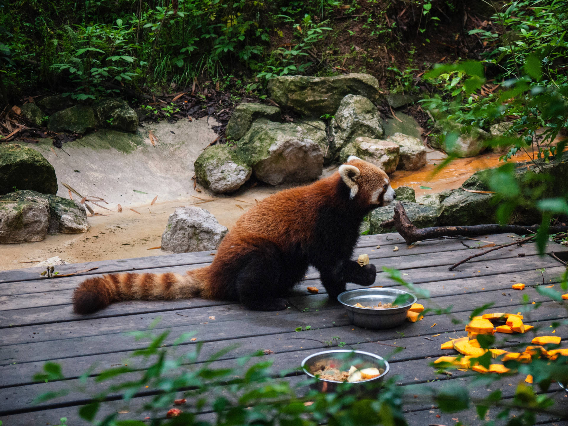 Rød panda måltid i skogszoo bakgrunn.