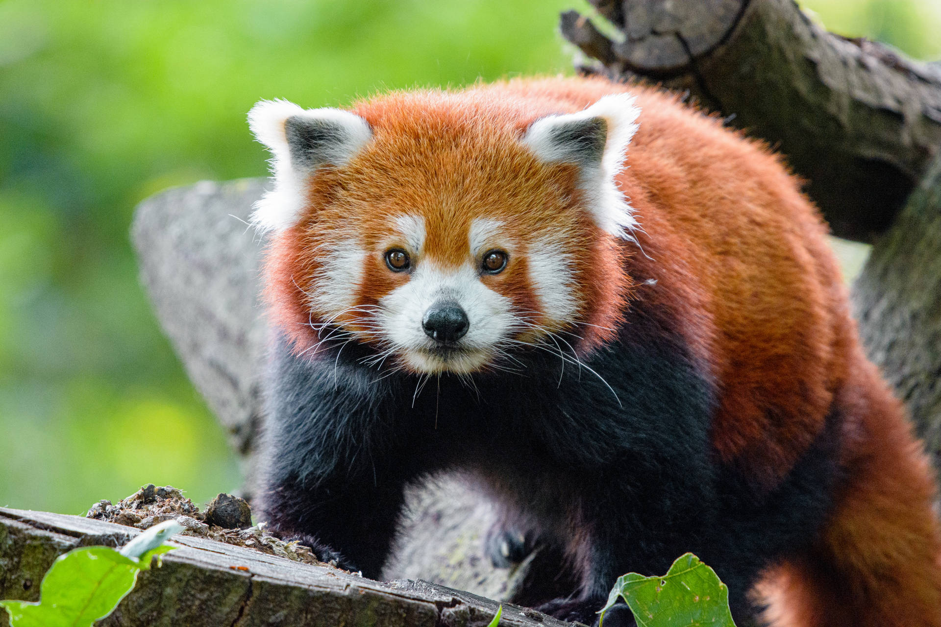 Rød panda på ved Bakgrunner