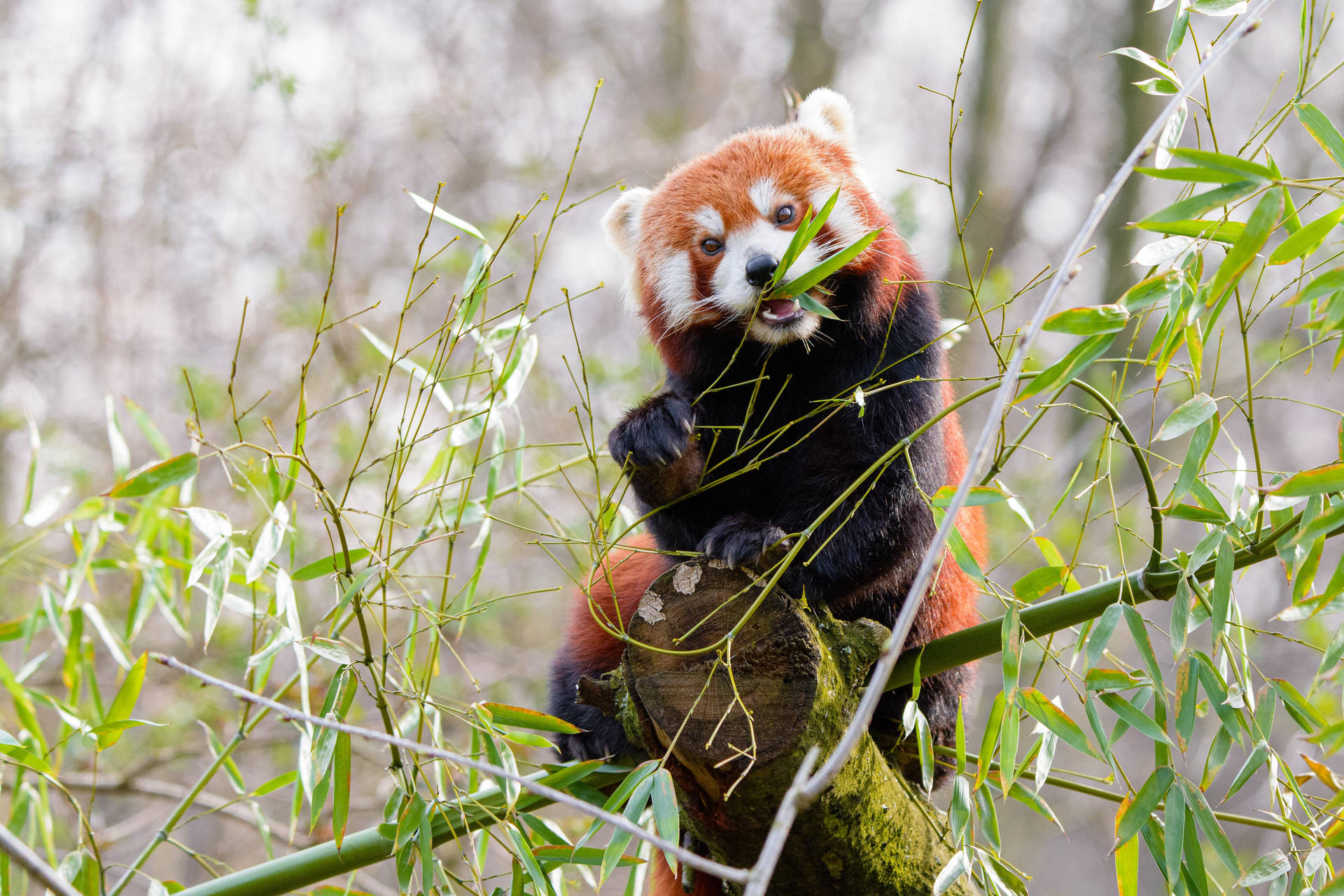 Rød panda som spiser bambusgress skrivebordsbakgrunnsbilde.