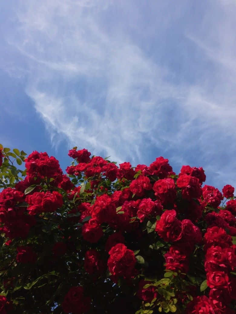 Rød rose-estetikk på himmelen Bakgrunner