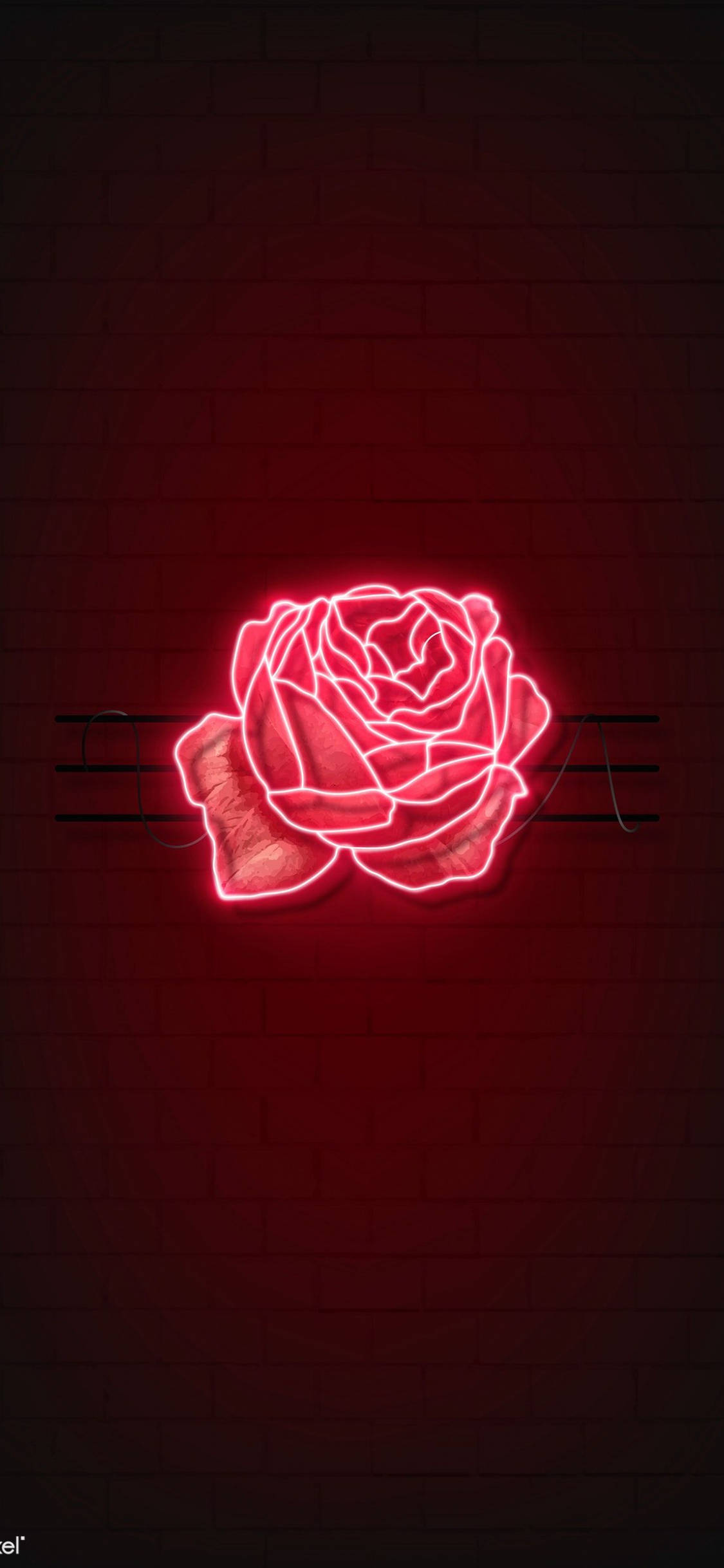 Rød rose LED-lys Bakgrunner