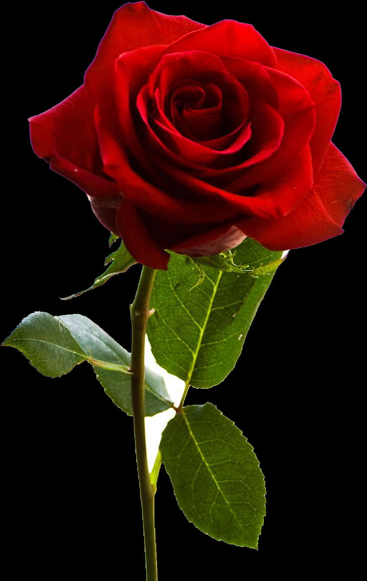 Rød rose på svart bakgrunn Bakgrunner