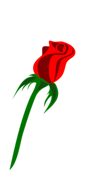 Rød rose svart bakgrunn Bakgrunner