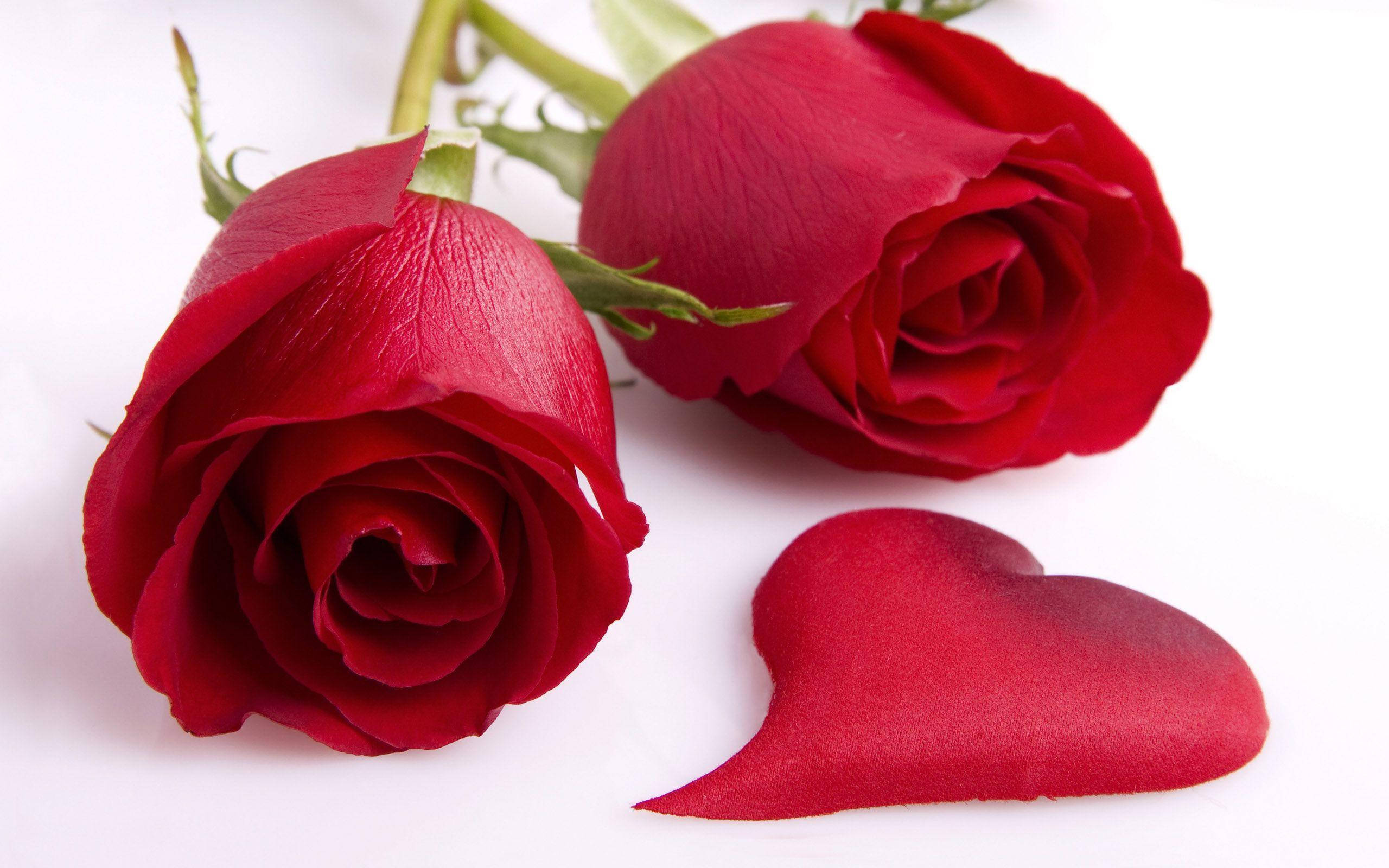 Røde hjerteformede roseblomster Bakgrunner