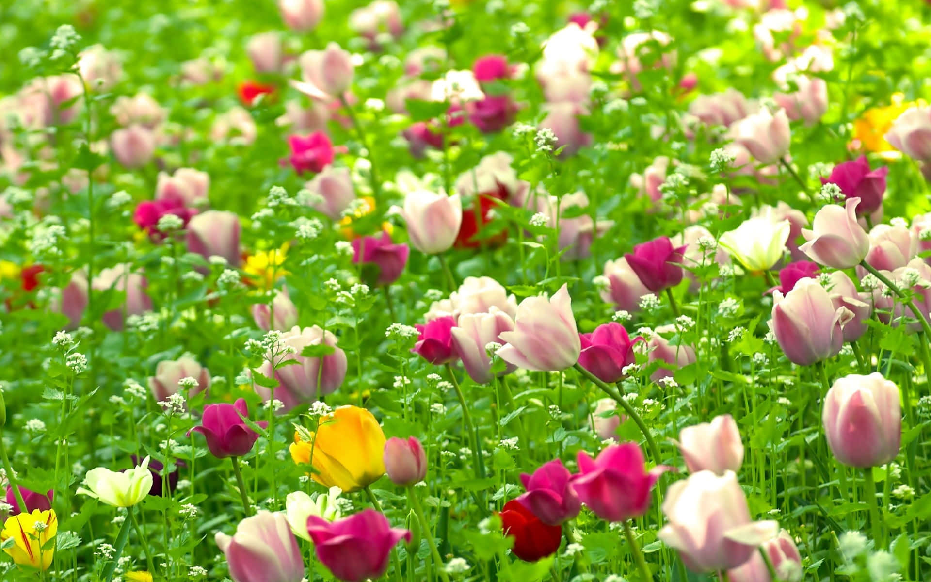 Røde hvite rosa blomster natur