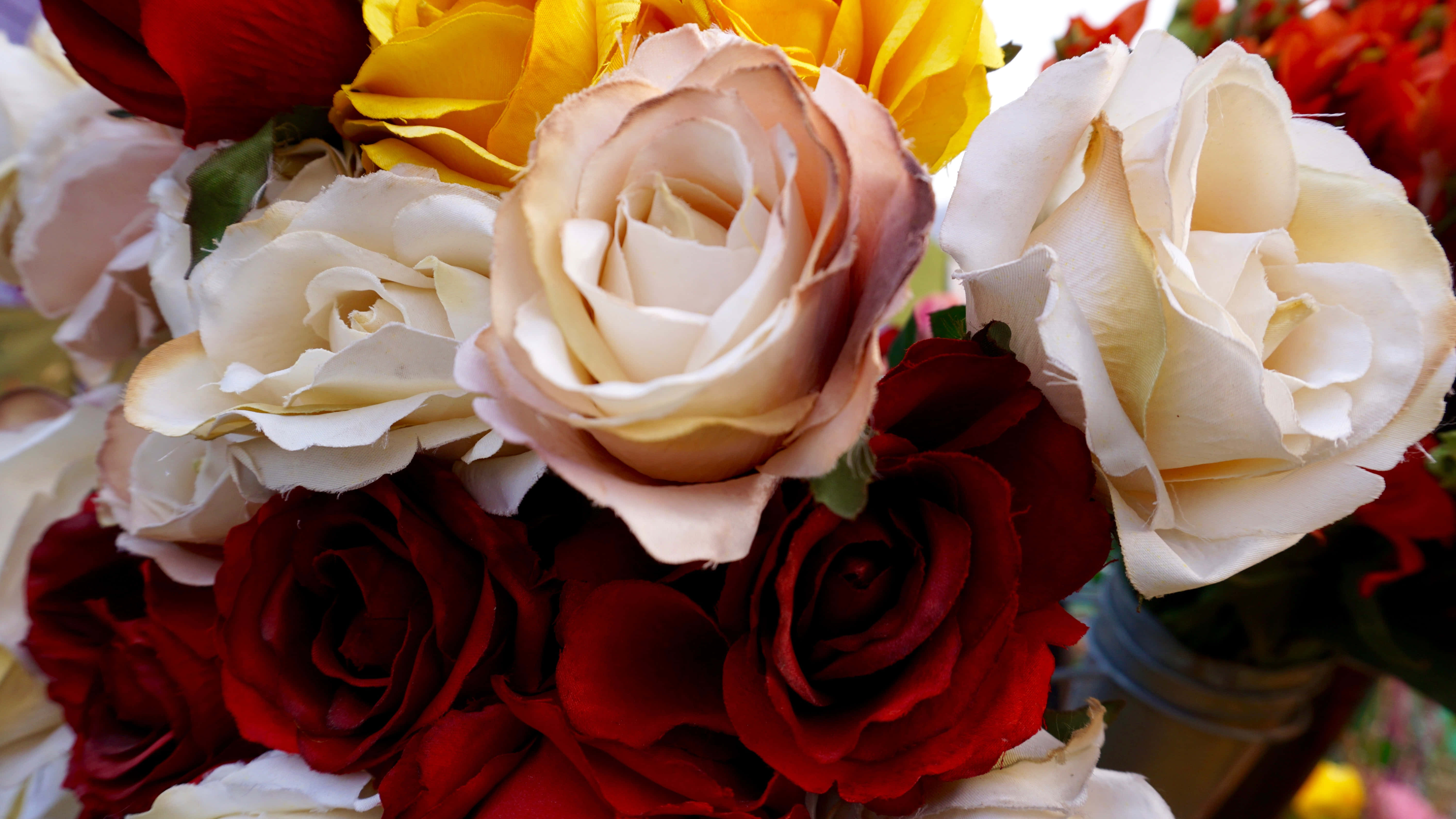 Røde og hvite roser i et blomsterarrangement Bakgrunner