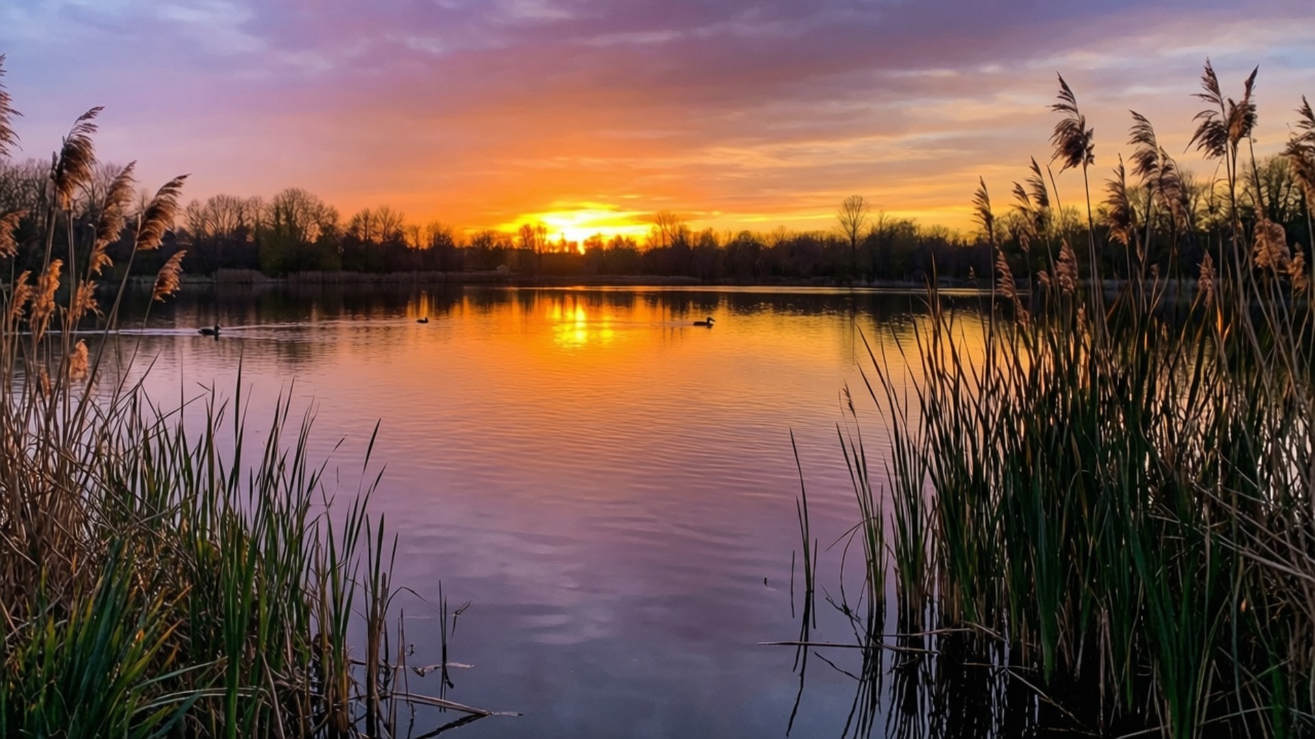Rolig Innsjøsolnedgang Bakgrunner