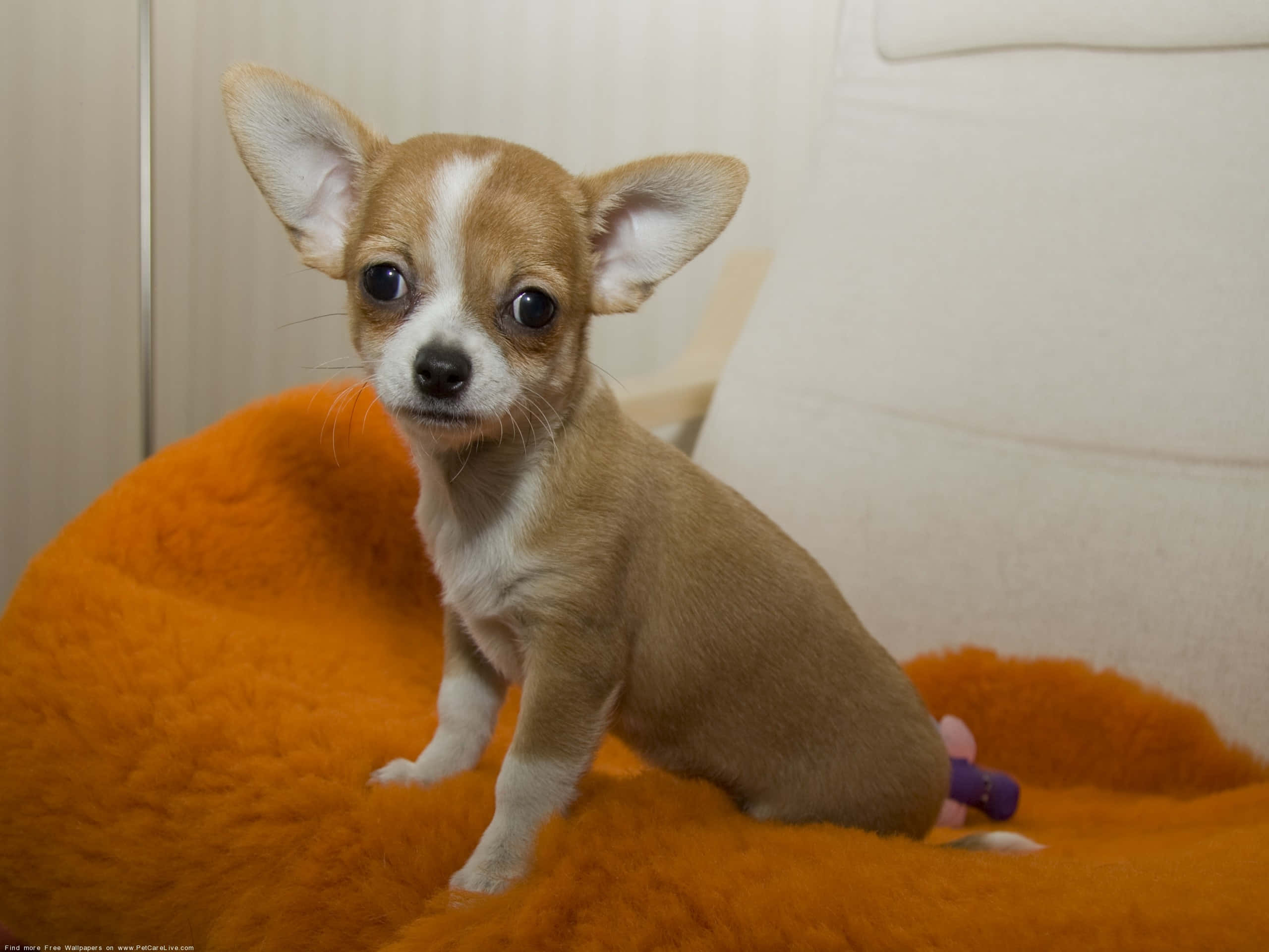 Rolig og Søt Brun Chihuahua Hund Bakgrunner