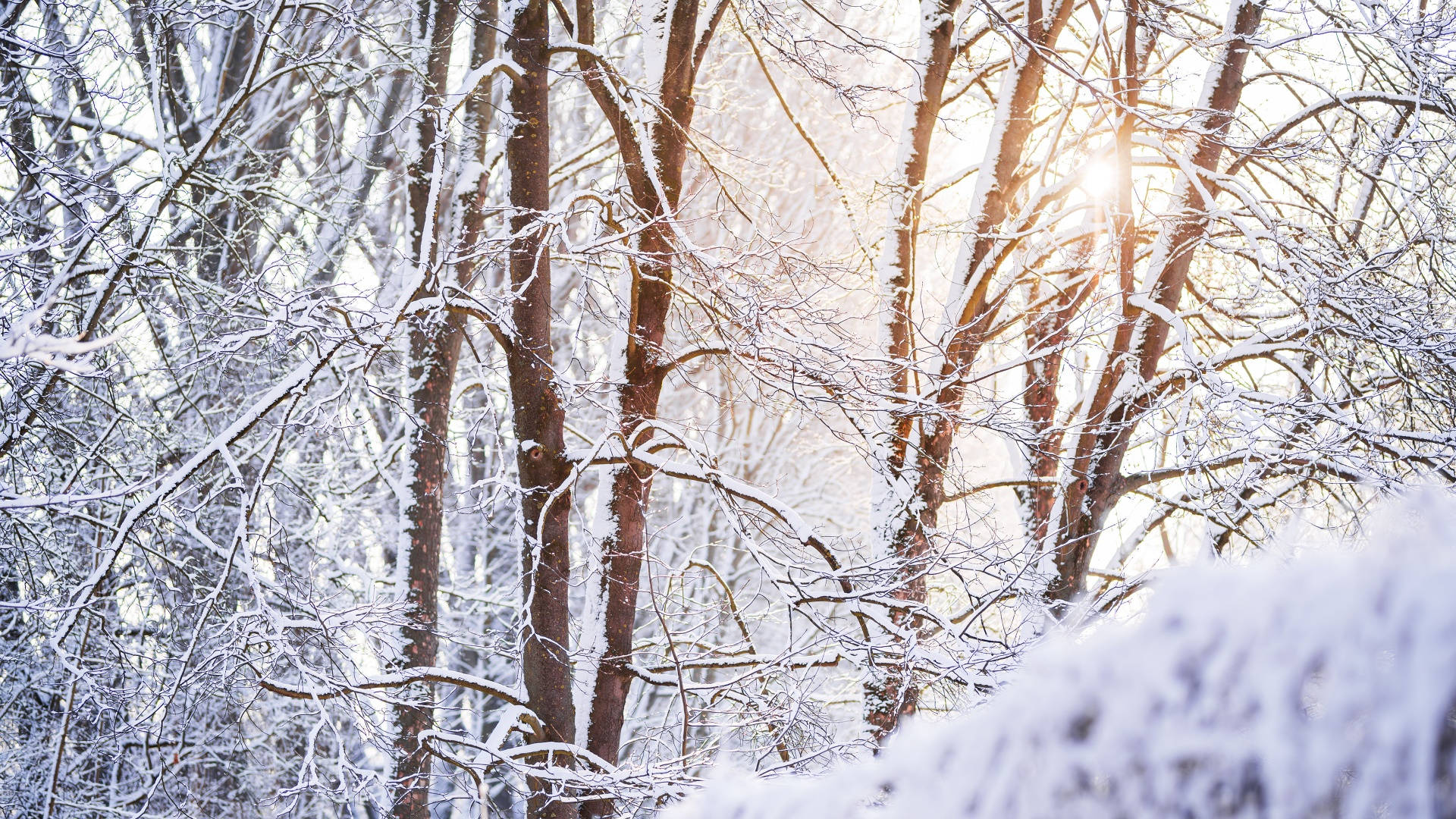 Rolig vinterestetisk skog Bakgrunner