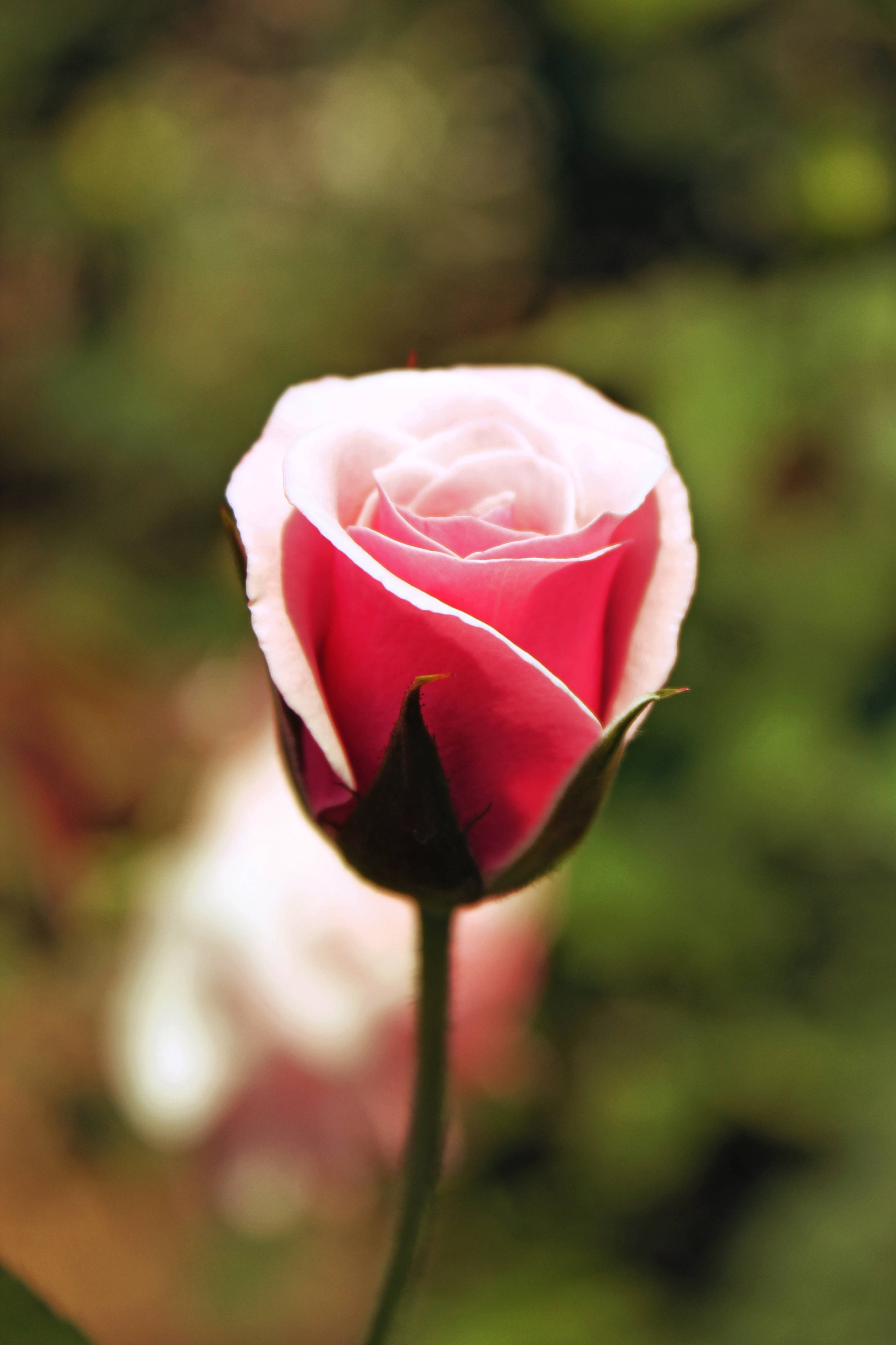 Rosa blomst i rosa Bakgrunner
