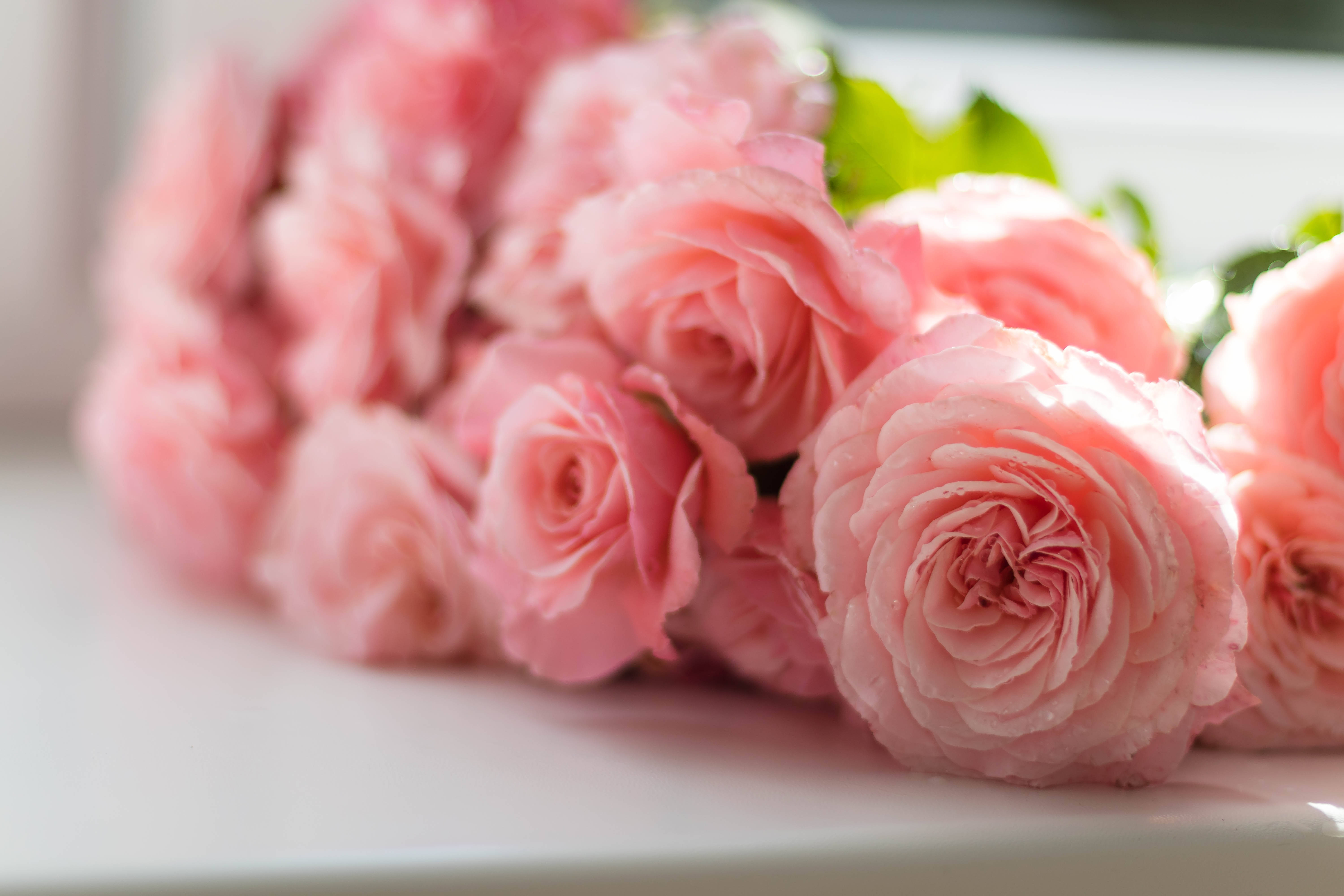 Rosa blomster estetiske roser på bord Bakgrunner