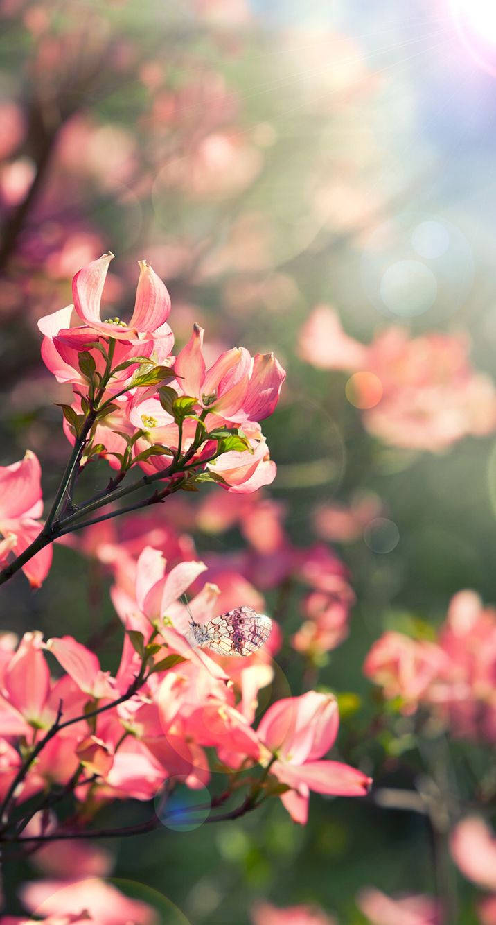 Rosa blomster floral iPhone Bakgrunner