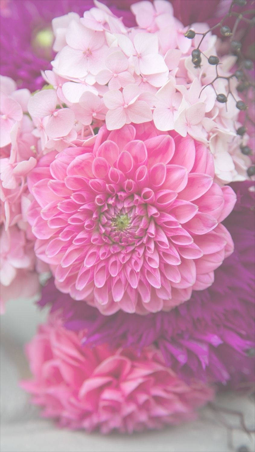 Rosa Dahlia Blomst iPhone Bakgrunner
