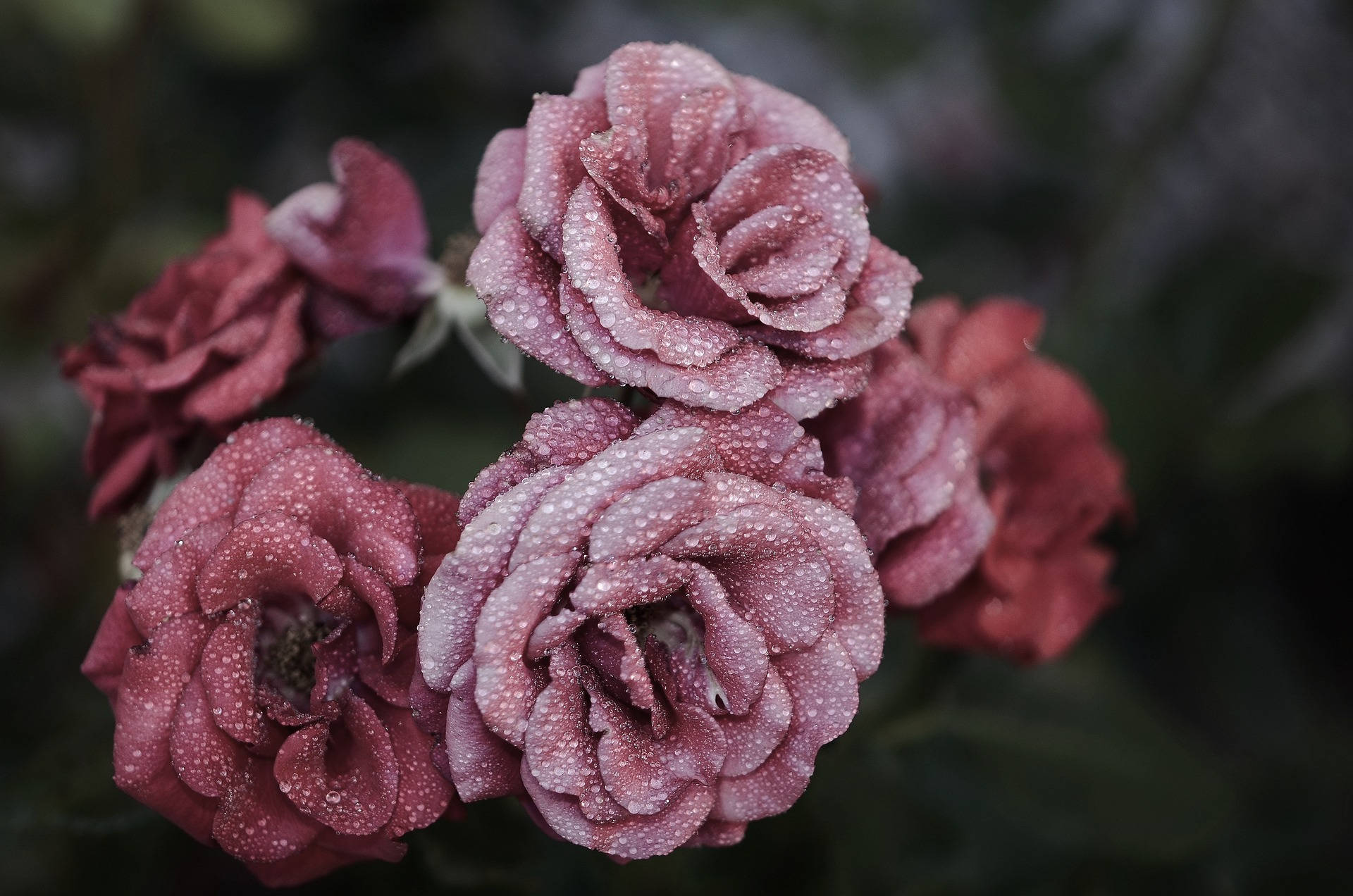 Rosa estetikk med rosa kronblad Bakgrunner