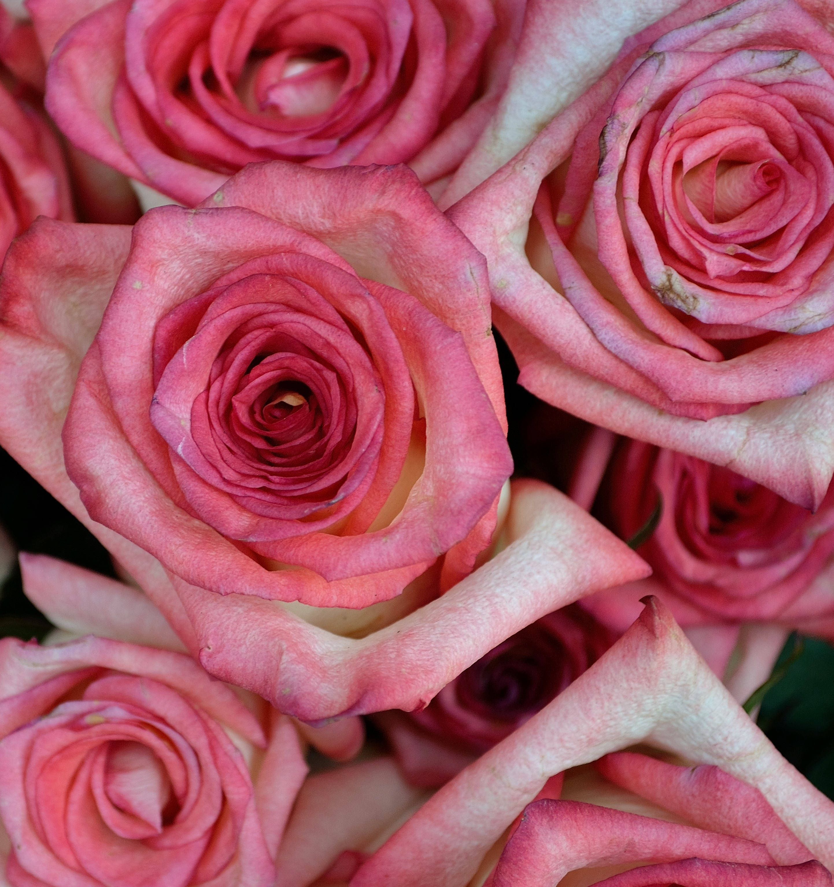Rosa Farge Roser Nærbilde Bakgrunner
