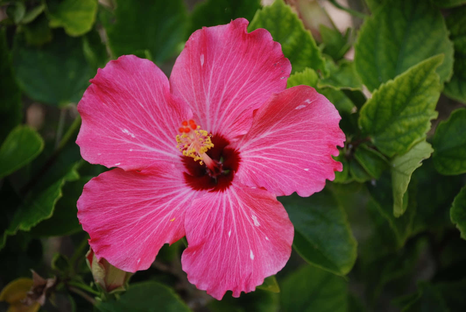 Rosa hibiskus tropiske planter bilde Bakgrunner