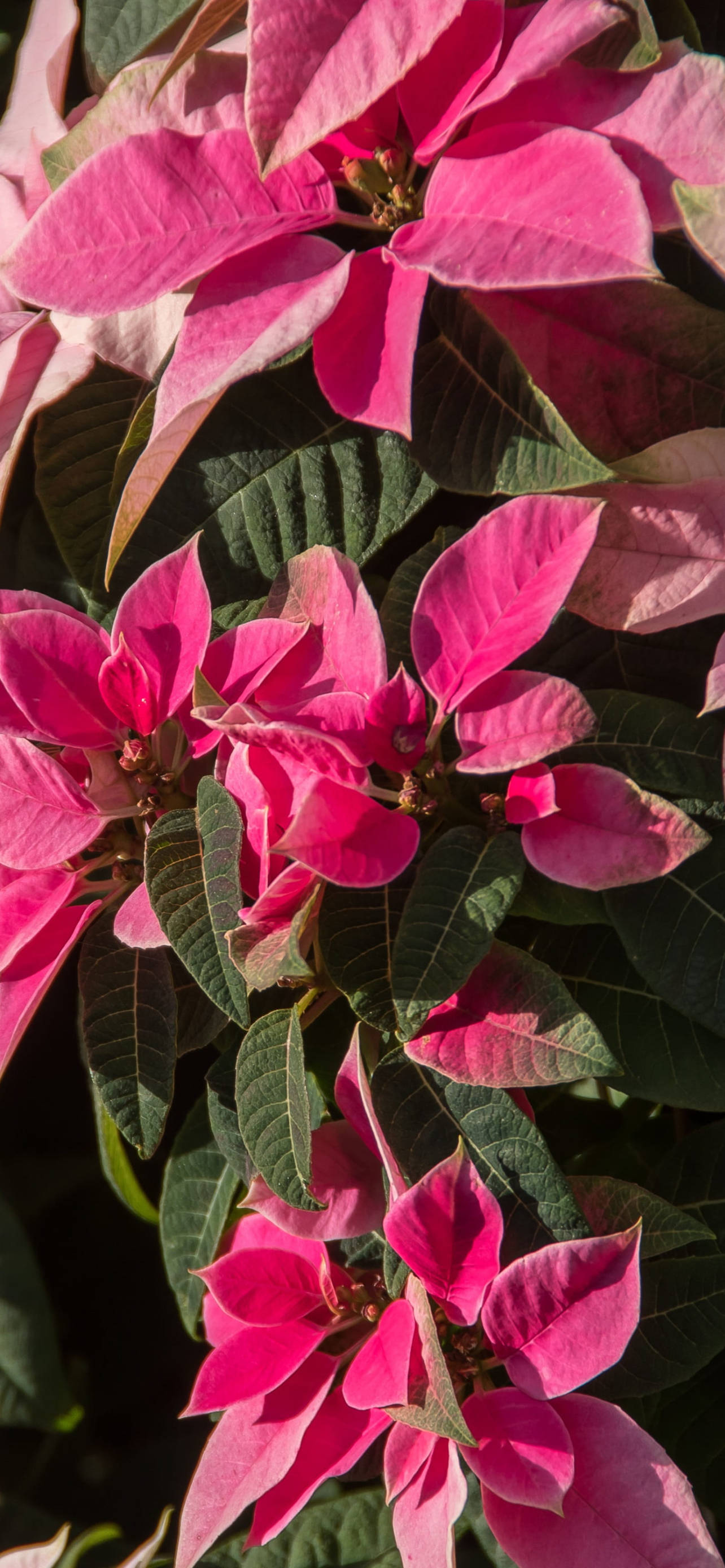 Rosa Poinsettia HD Bakgrunner